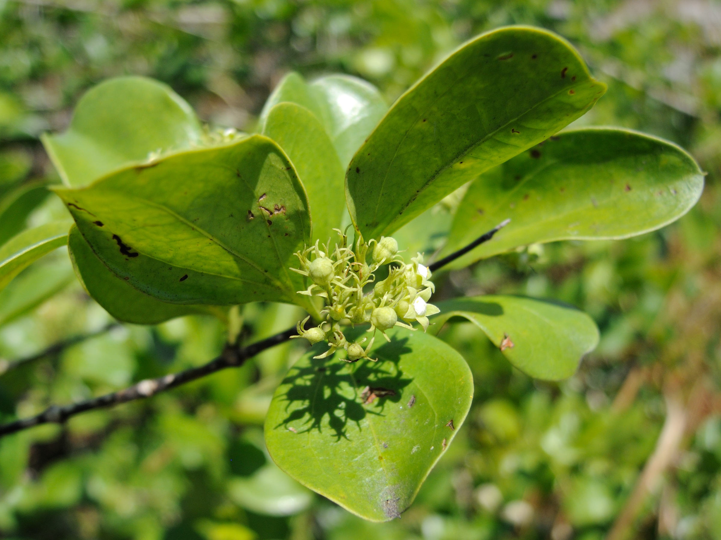 strychnos_spinosa4md