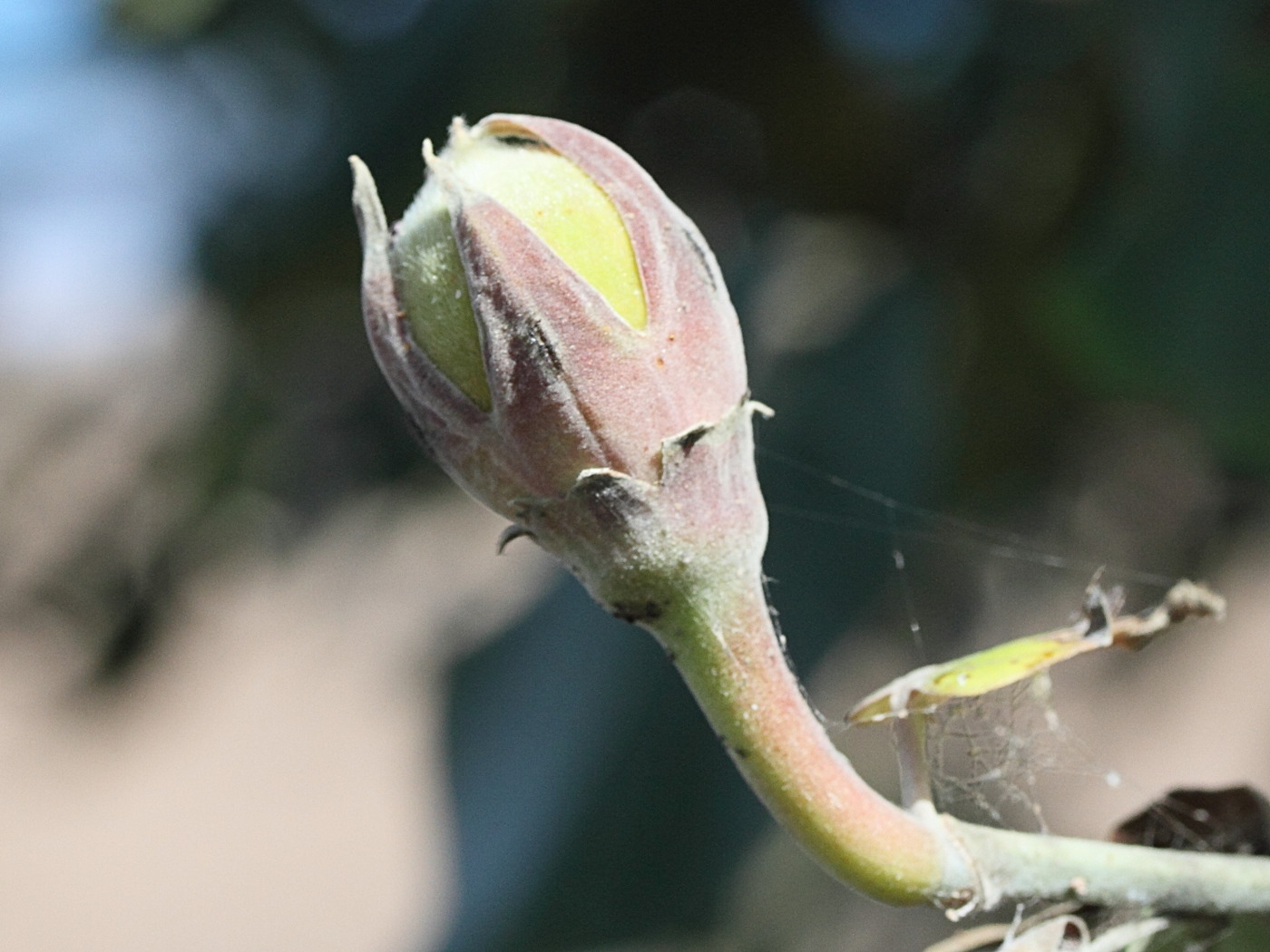 Afficher le média talipariti_tiliaceum2md talipariti_tiliaceum2md