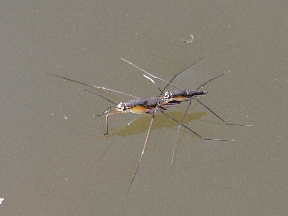 Tenagogonus_madagascariensis