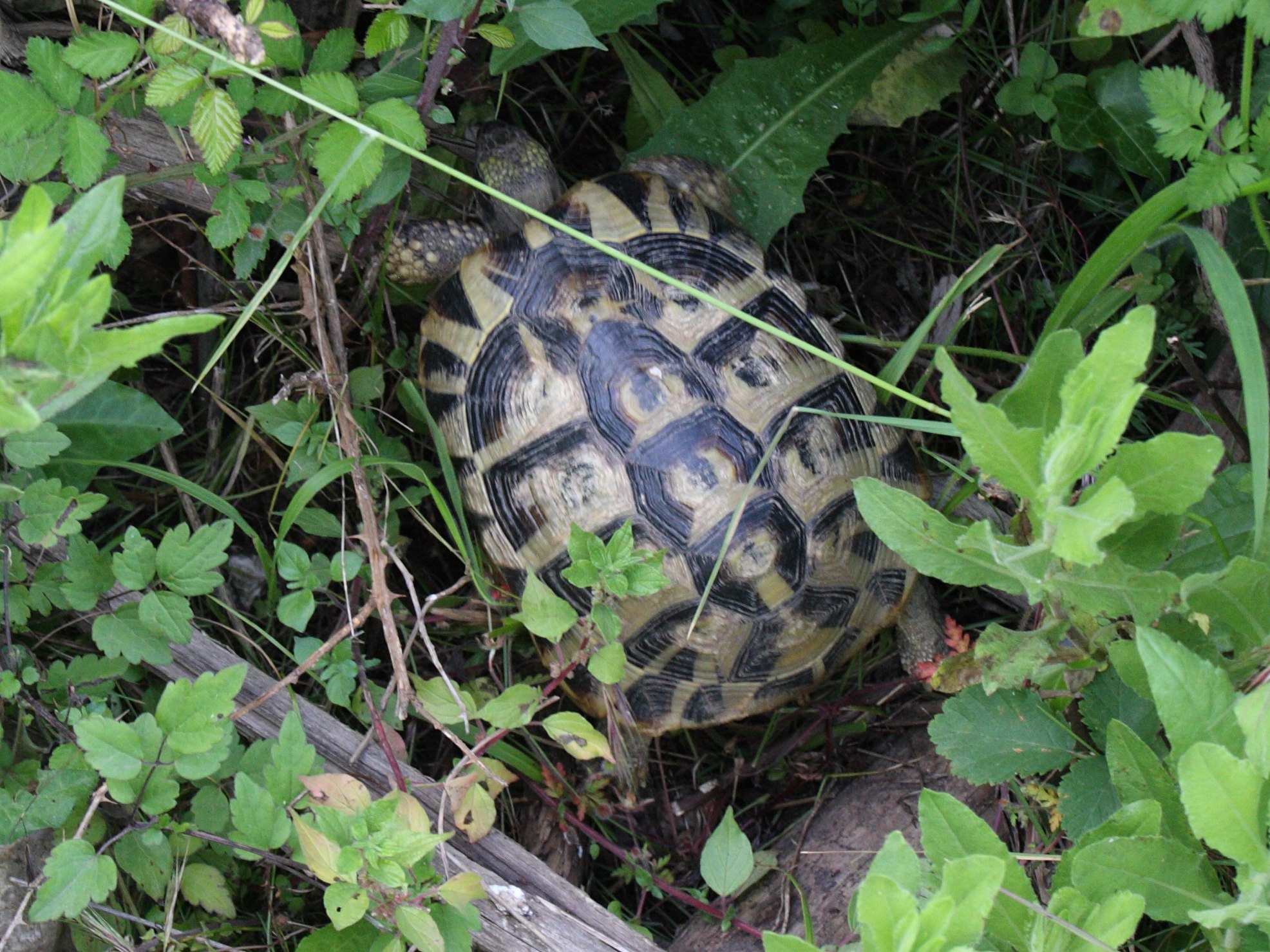testudo_hermanni6bd