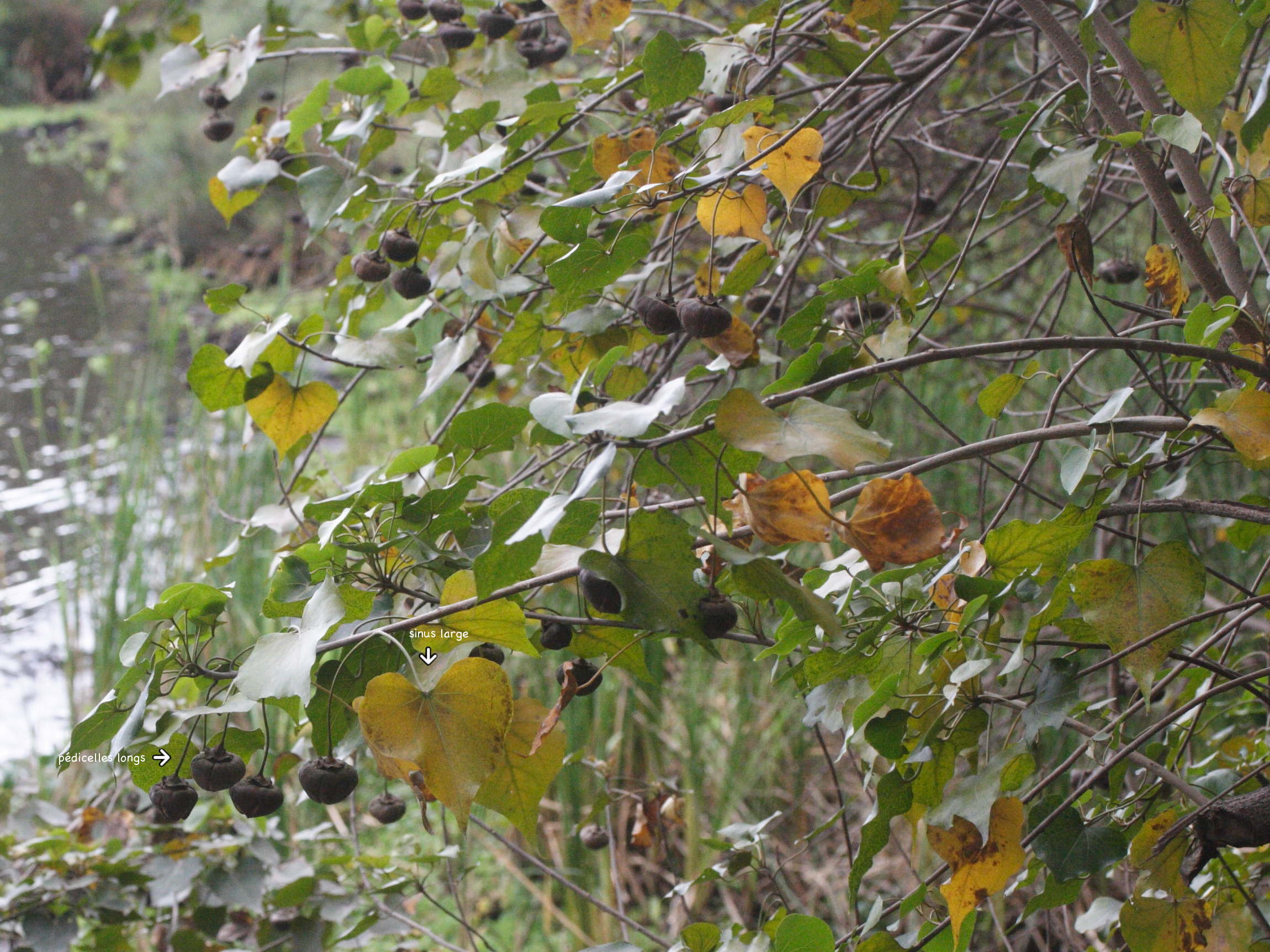 thespesia_populneoides2md