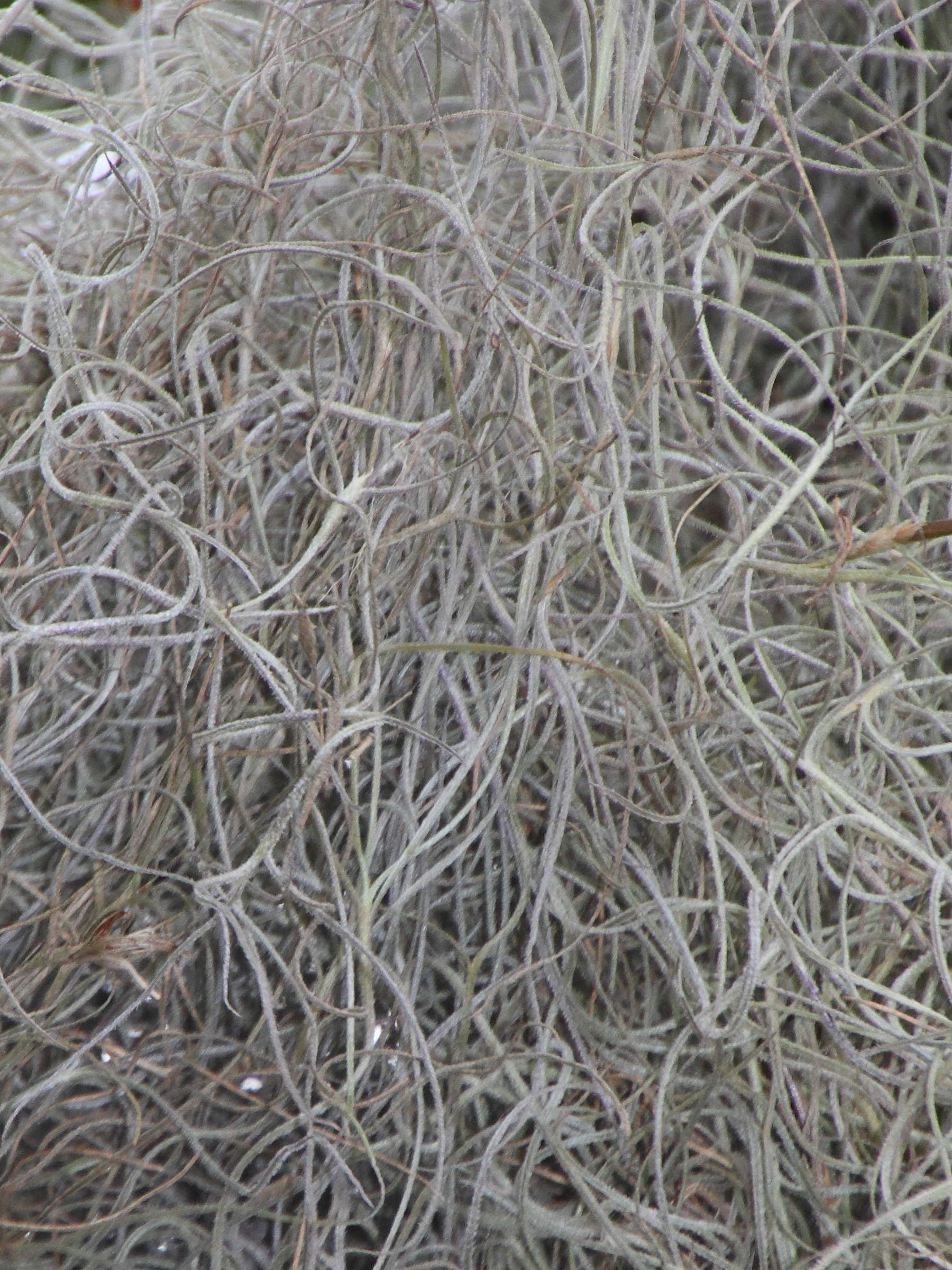 tillandsia_usneoides6md