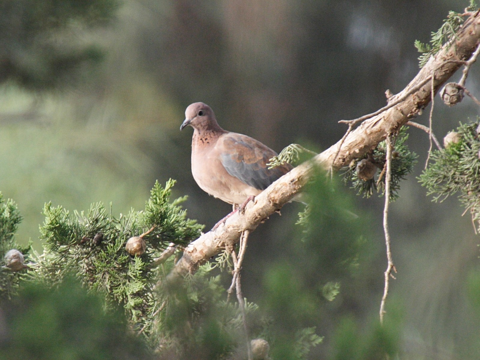 Afficher le média tourterelle_maillee_-_streptopelia_senegalensis2bd tourterelle_maillee_-_streptopelia_senegalensis2bd