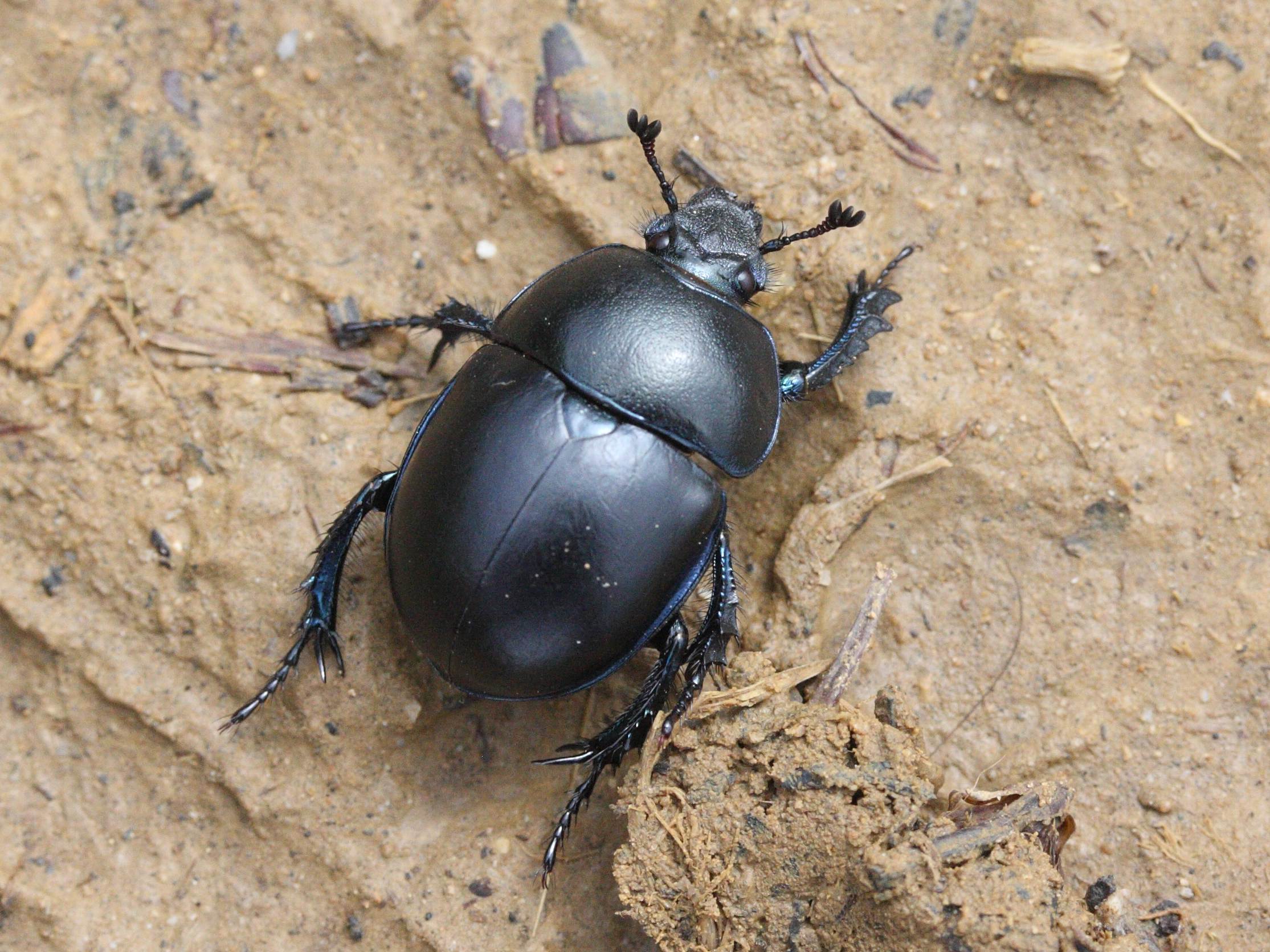 trypocopris_vernalis2md