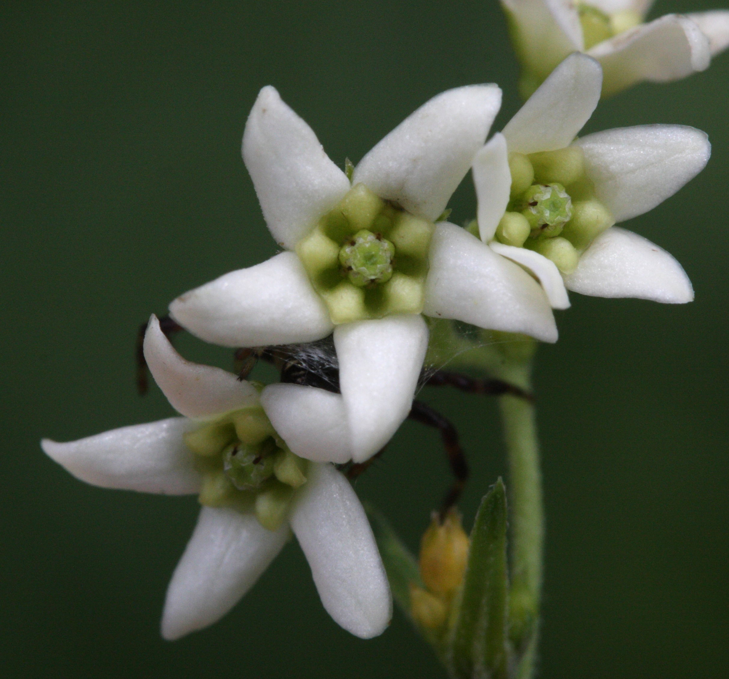 vincetoxicum_hirundinaria2md