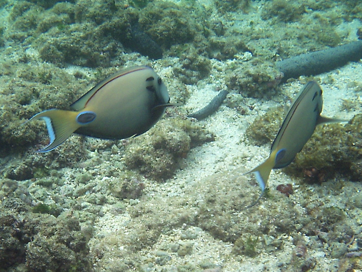 acanthurus_tennentii1bd