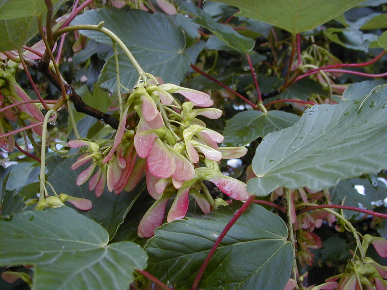 acer_pseudoplatanus4bmd