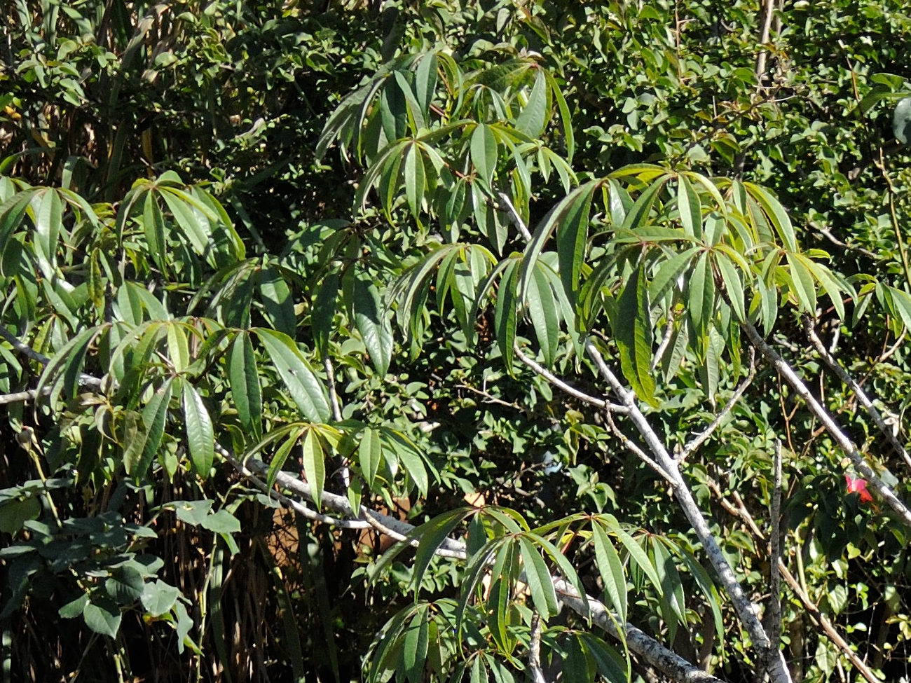 adansonia_rubrostipa4md