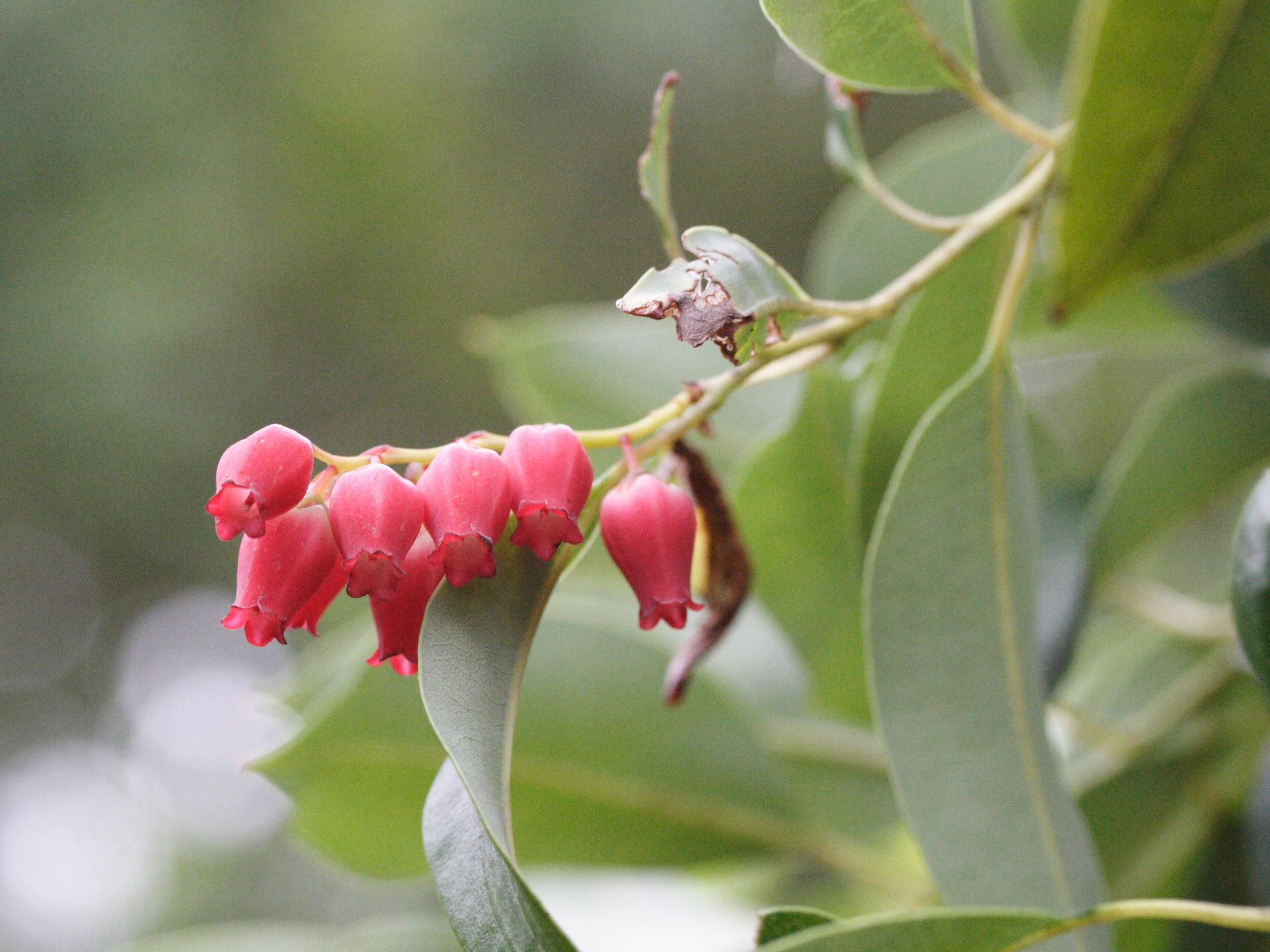 agauria_salicifolia2md