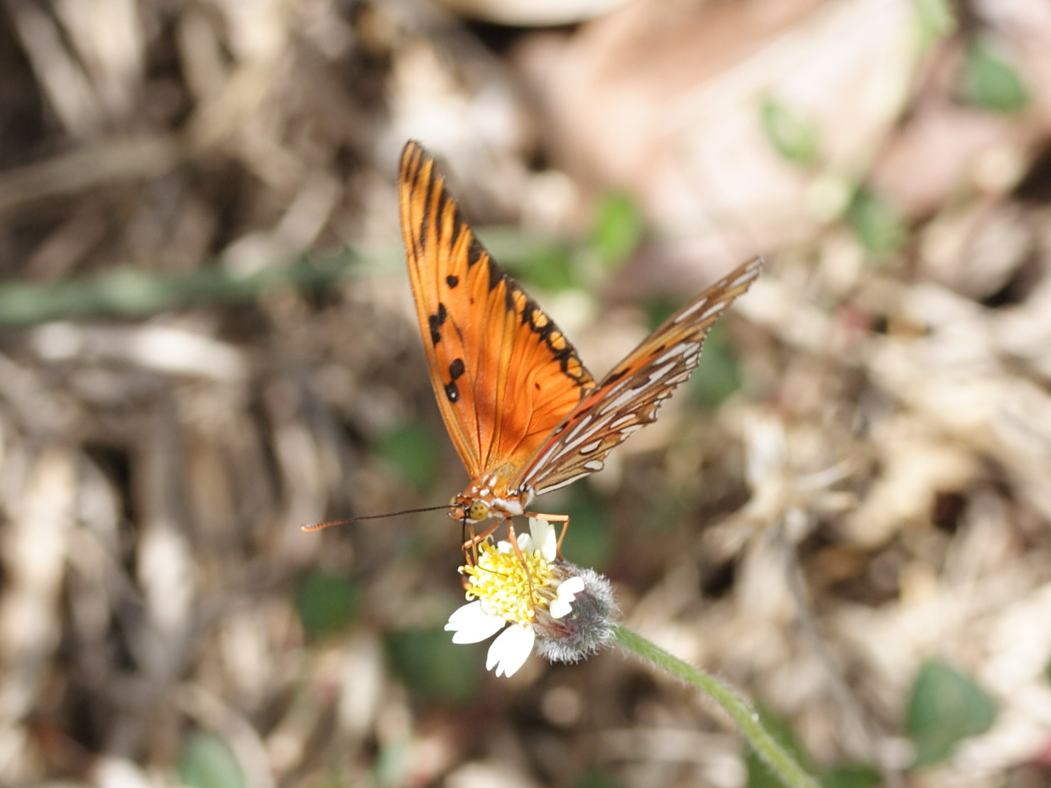 Agraulis_vanillae ssp. vanillae