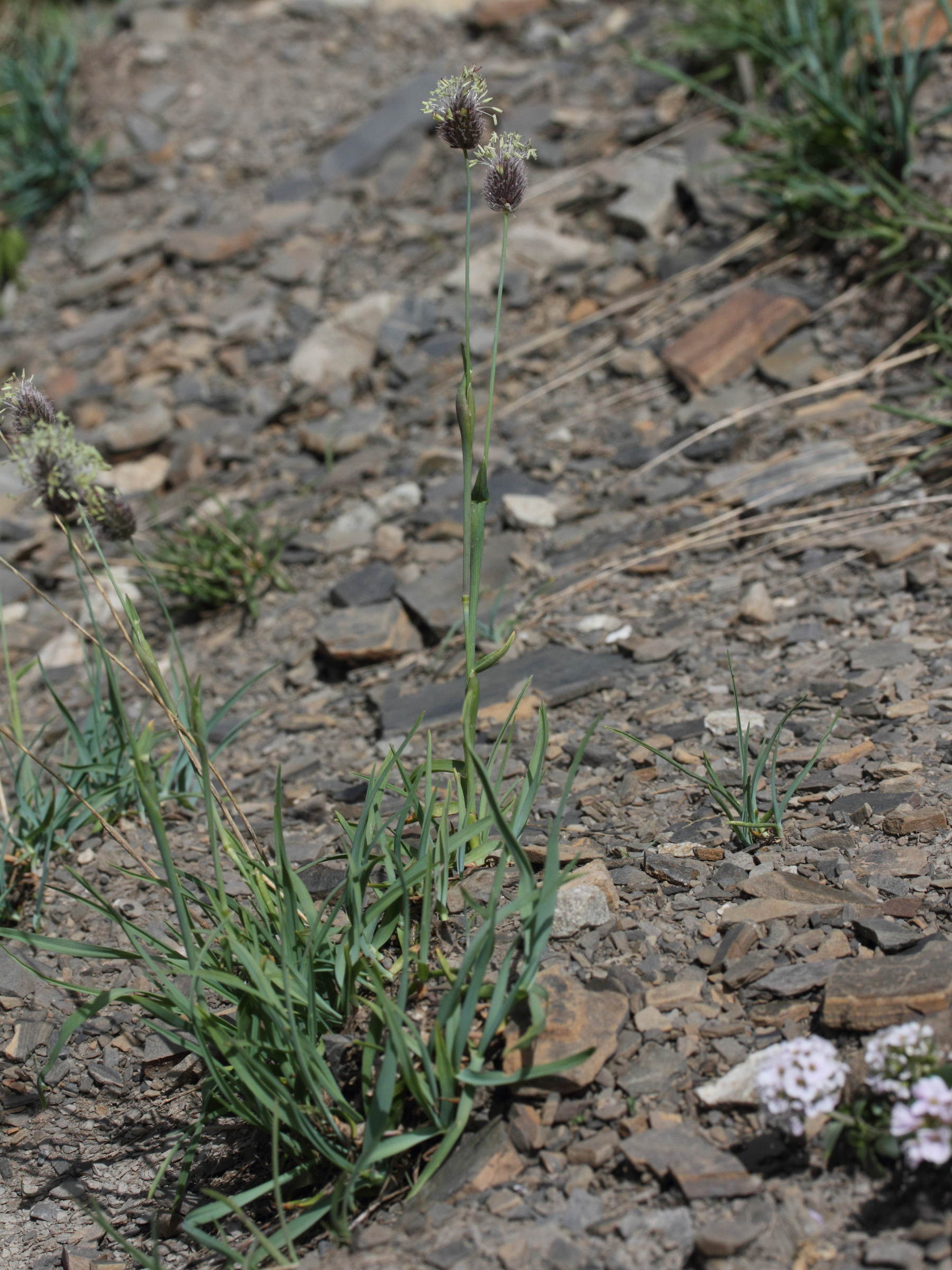 alopecurus_gerardii5md