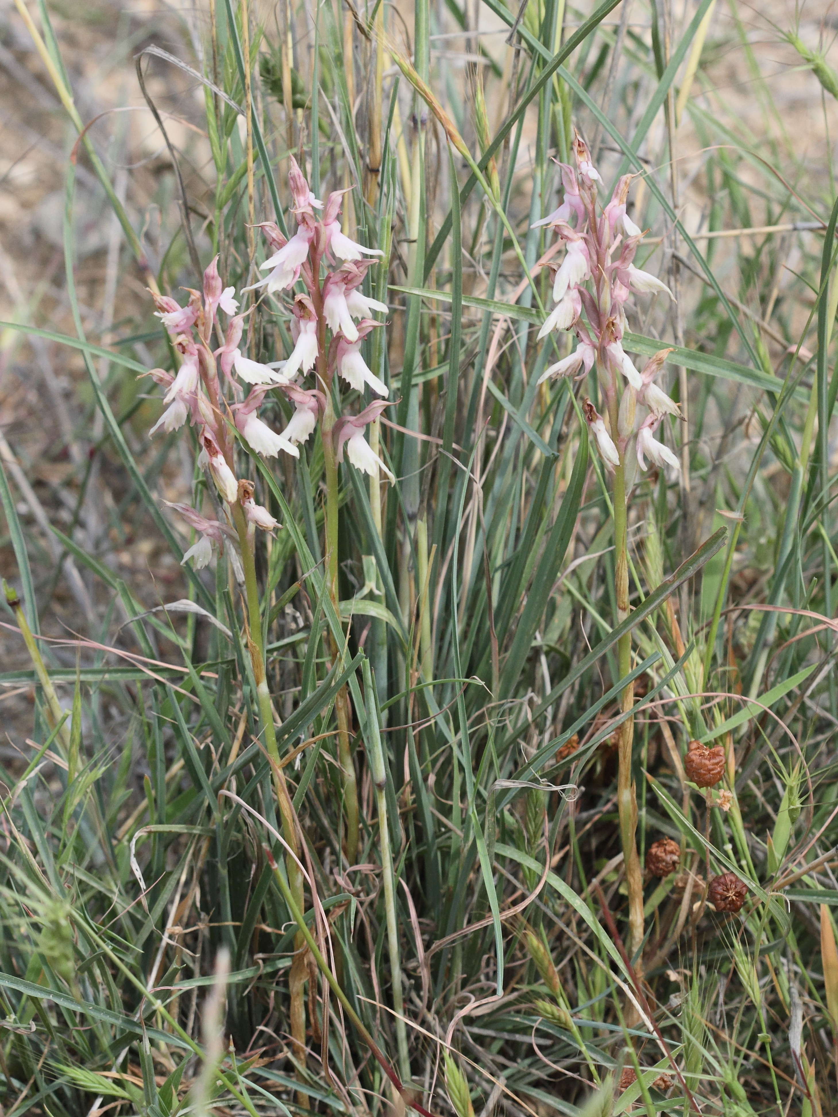 anacamptis_sancta2bd