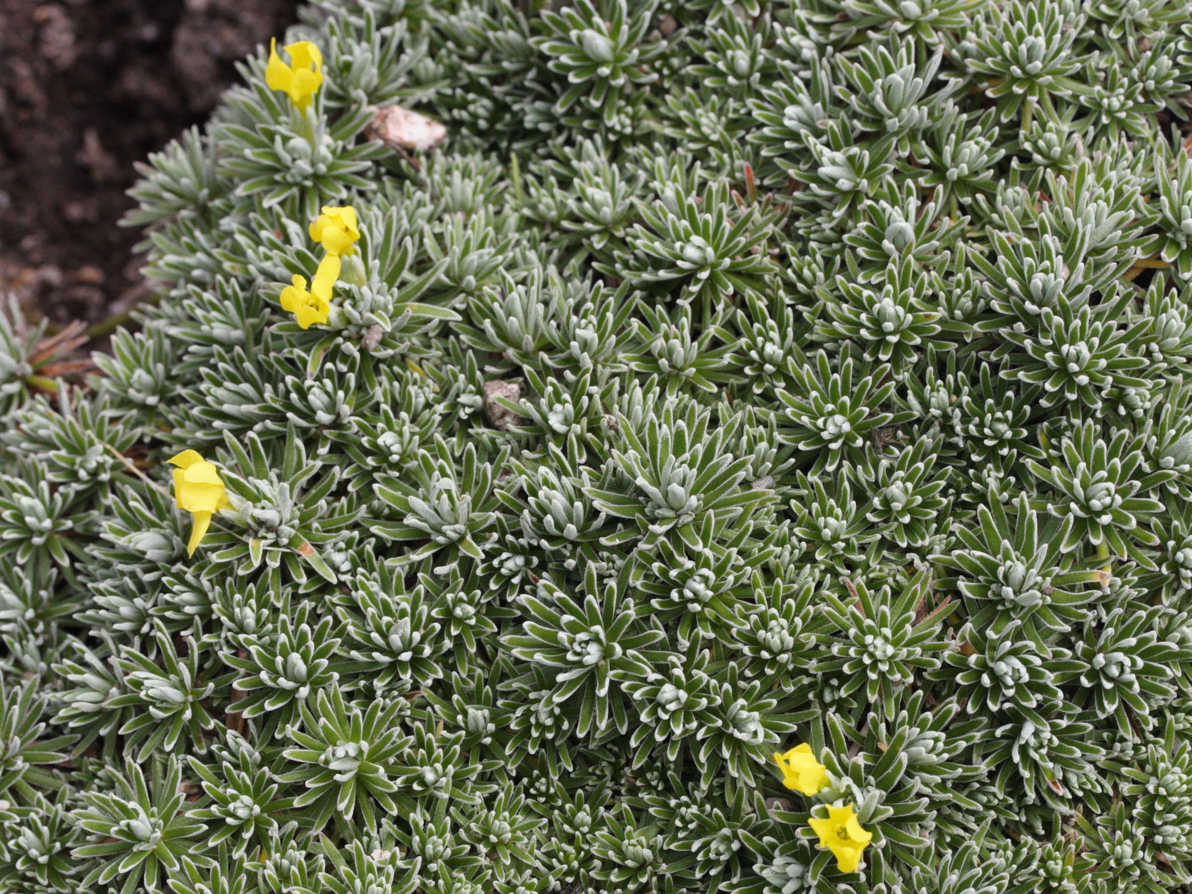 Afficher le média androsace_vitaliana2md androsace_vitaliana2md