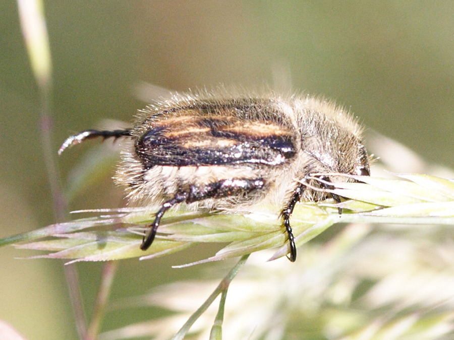 anisoplia_villosa2md