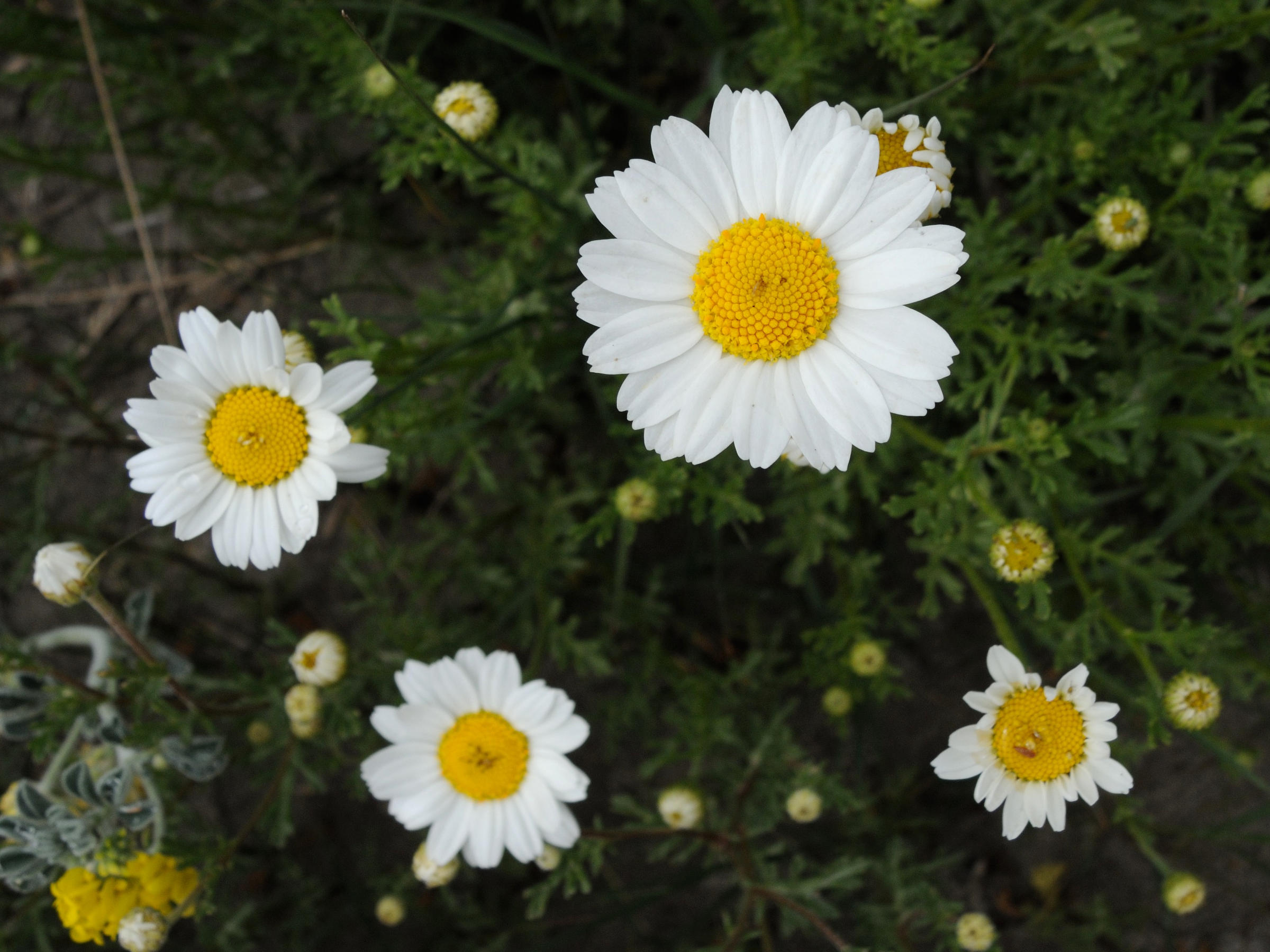 Afficher le média anthemis_maritima5md anthemis_maritima5md