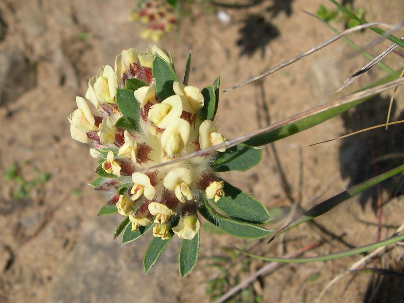 anthyllis_vulneraria2bmd