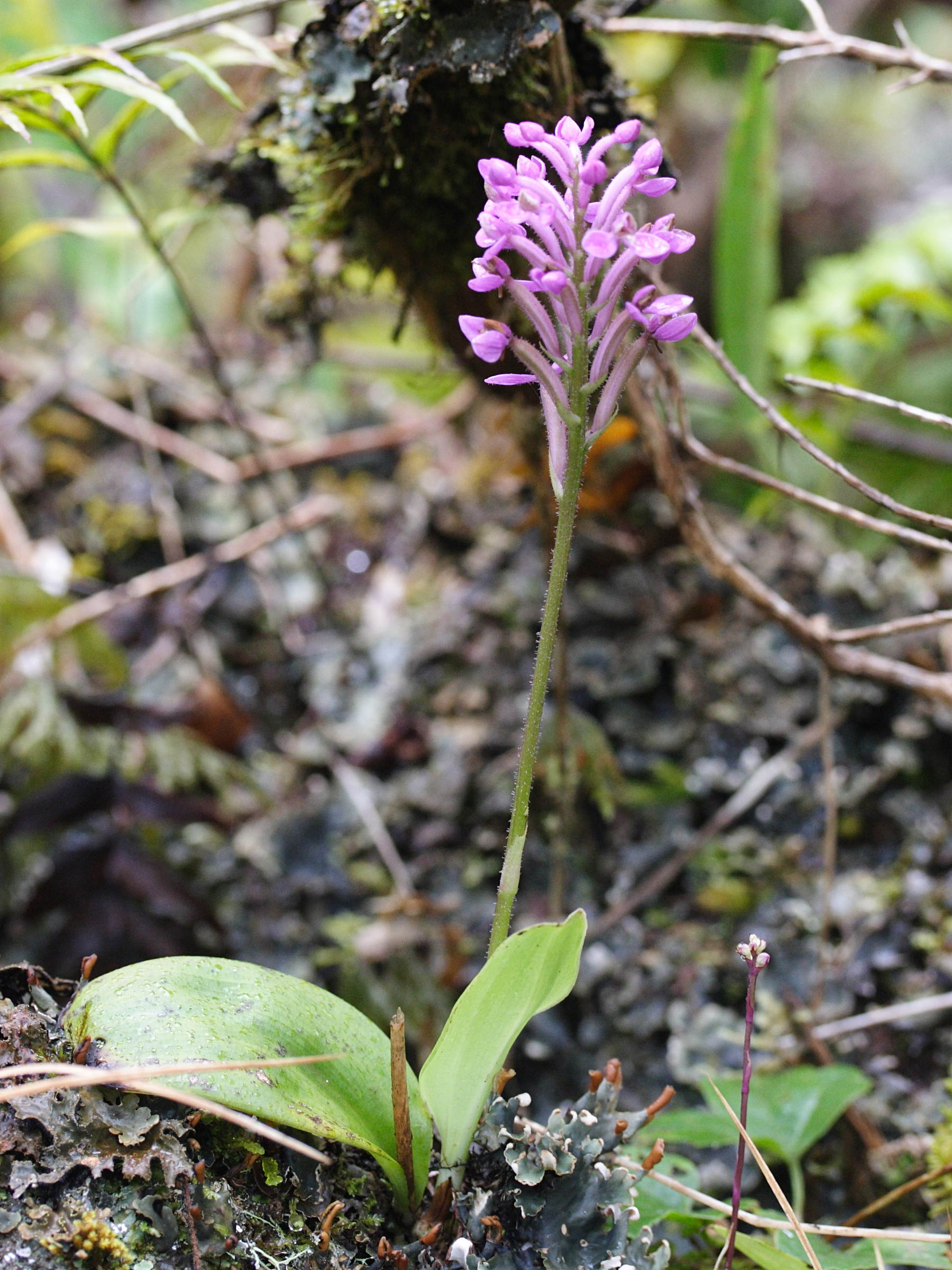 arnottia_mauritiana1md