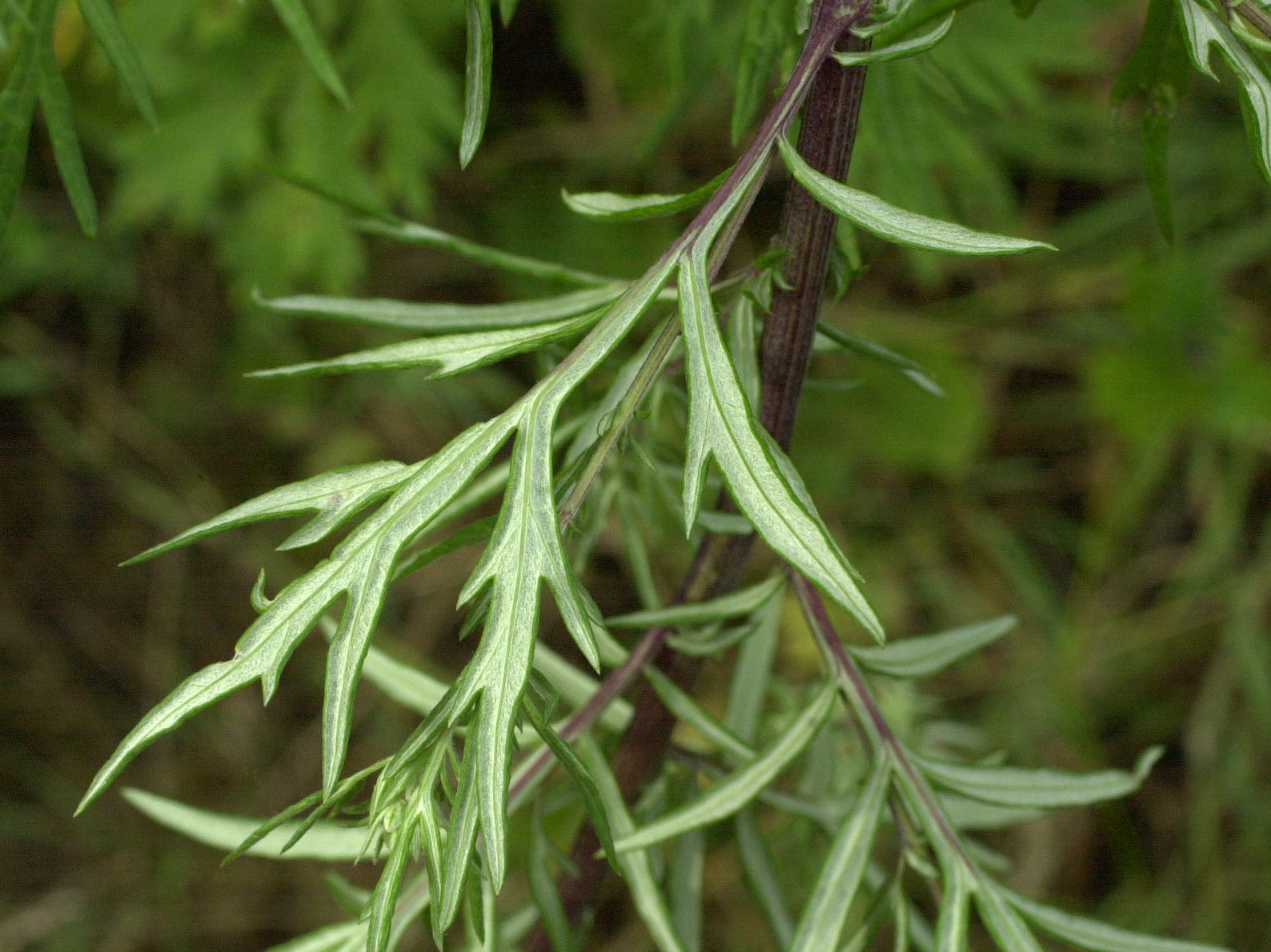 Afficher le média artemisia_vulgaris2cmd artemisia_vulgaris2cmd