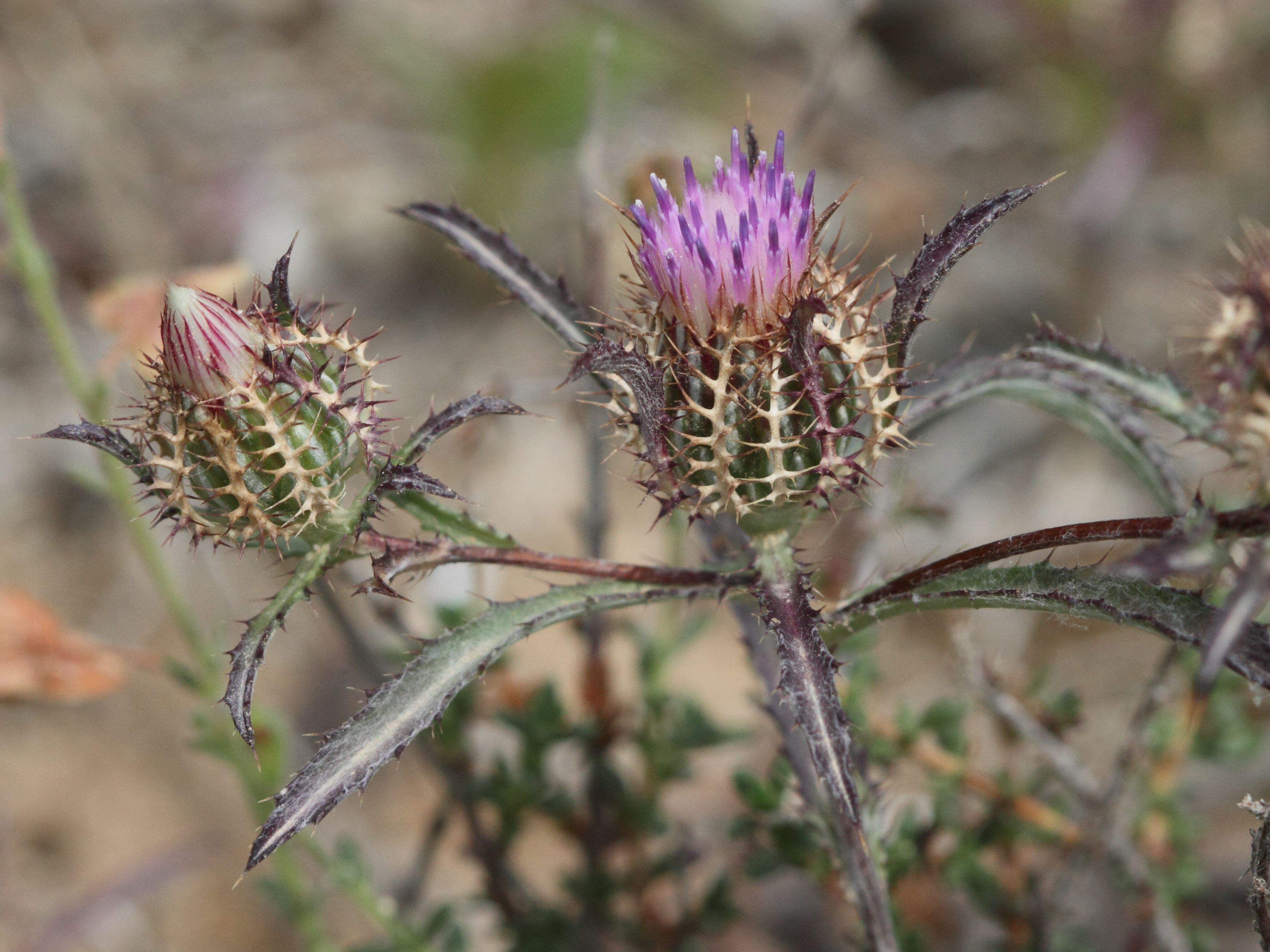 atractylis_cancellata2bd