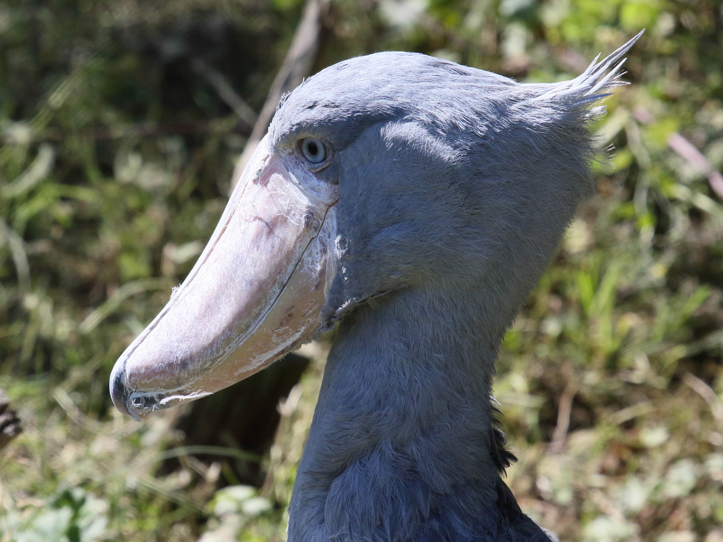 Afficher le média Balaeniceps_rex Balaeniceps_rex