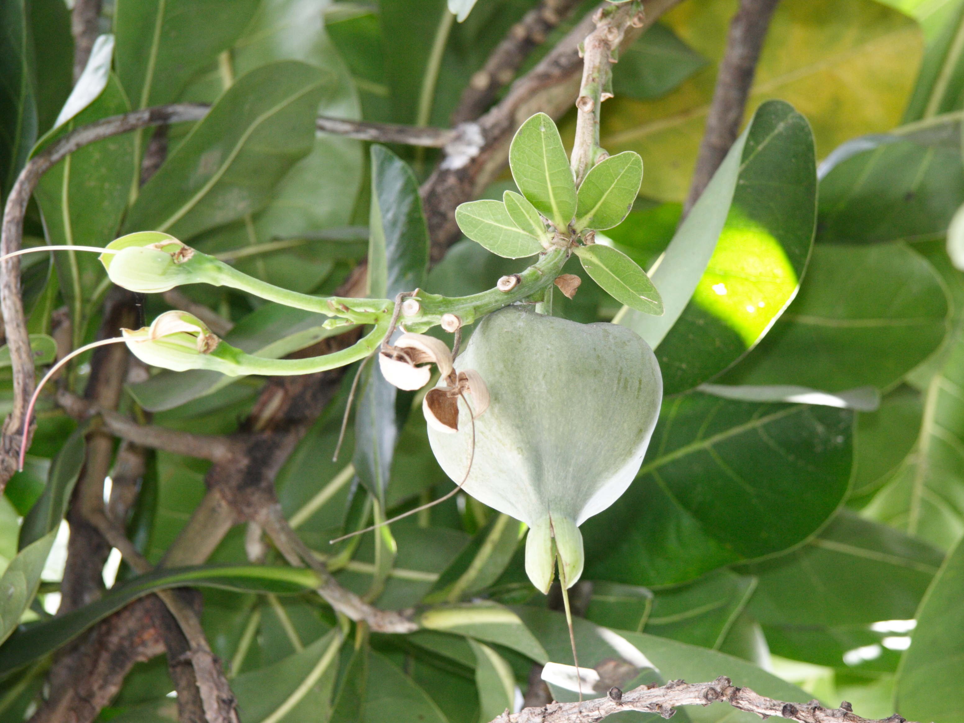 barringtonia_asiatica6md