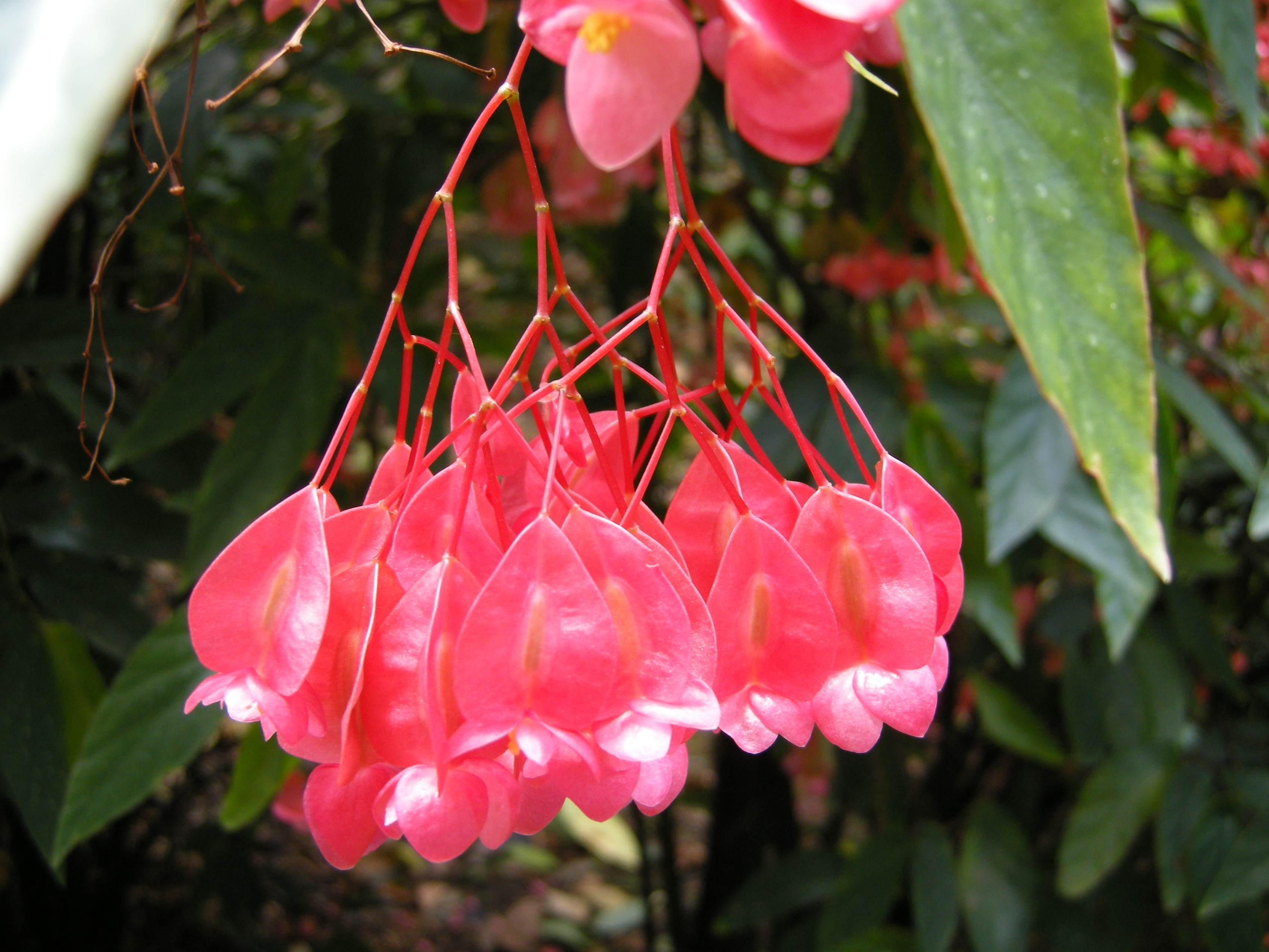 Afficher le média begonia_maculata2md begonia_maculata2md