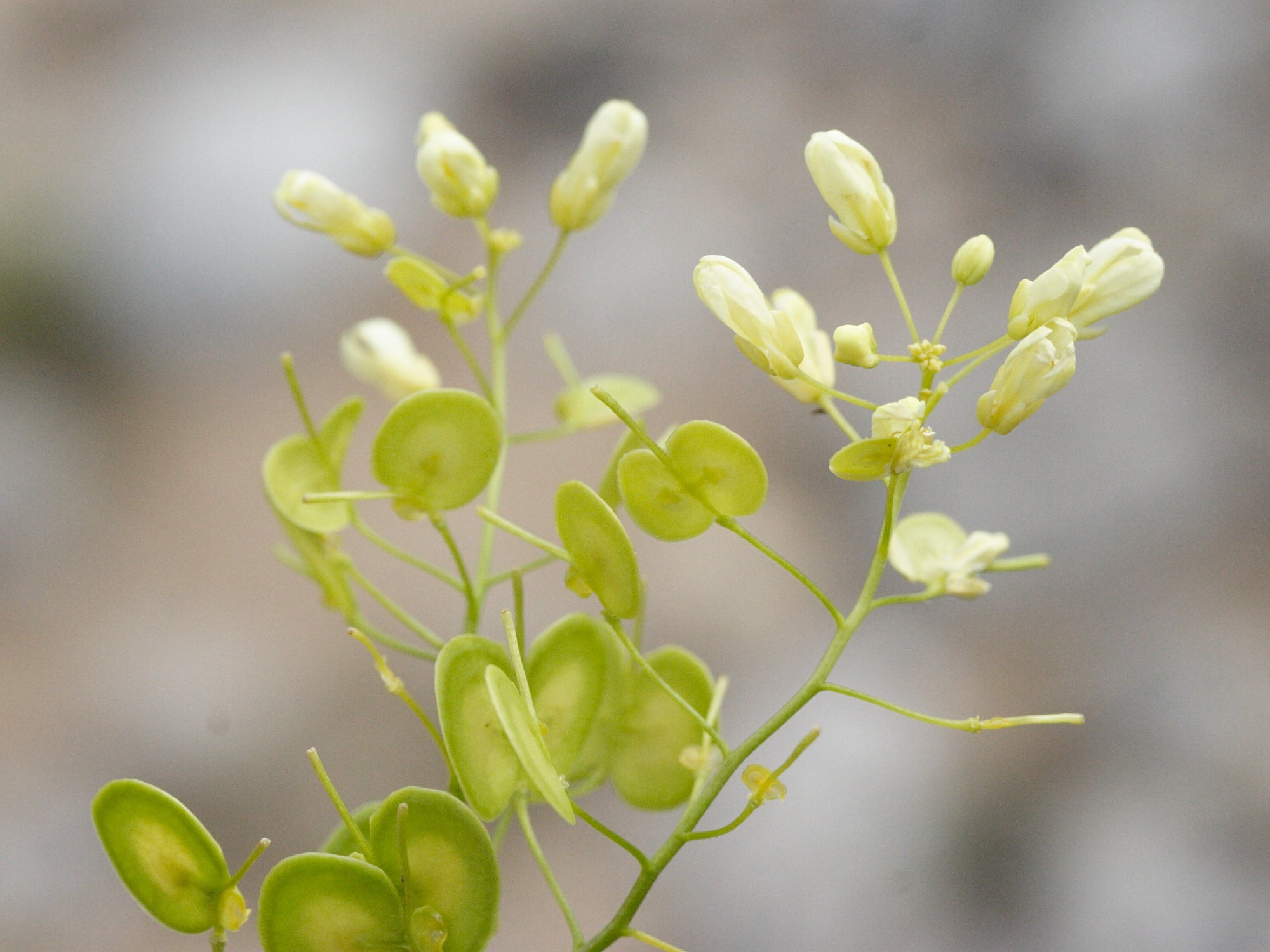 Afficher le média biscutella_coronopifolia4md biscutella_coronopifolia4md