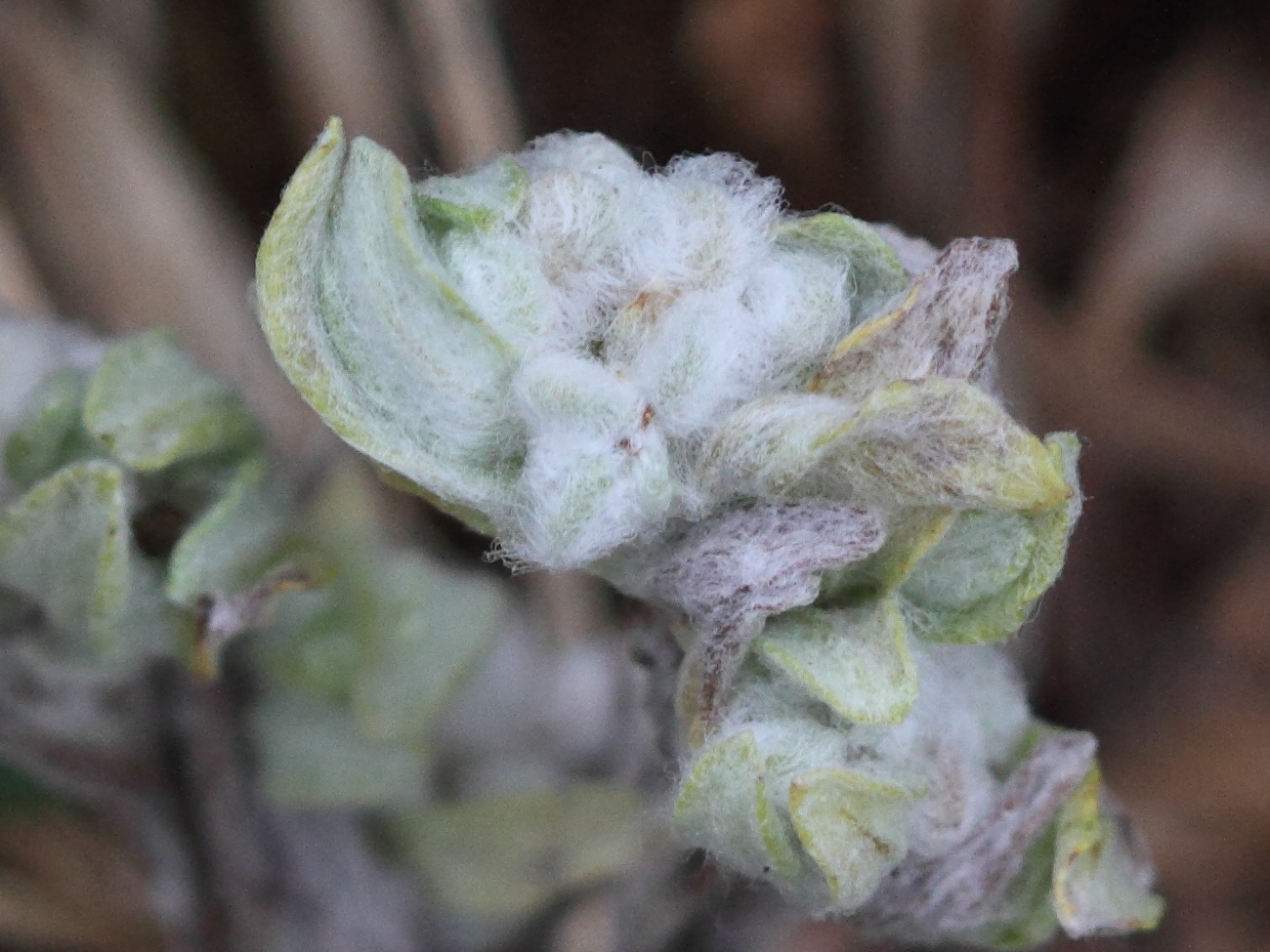 Afficher le média bombycilaena_erecta3md bombycilaena_erecta3md