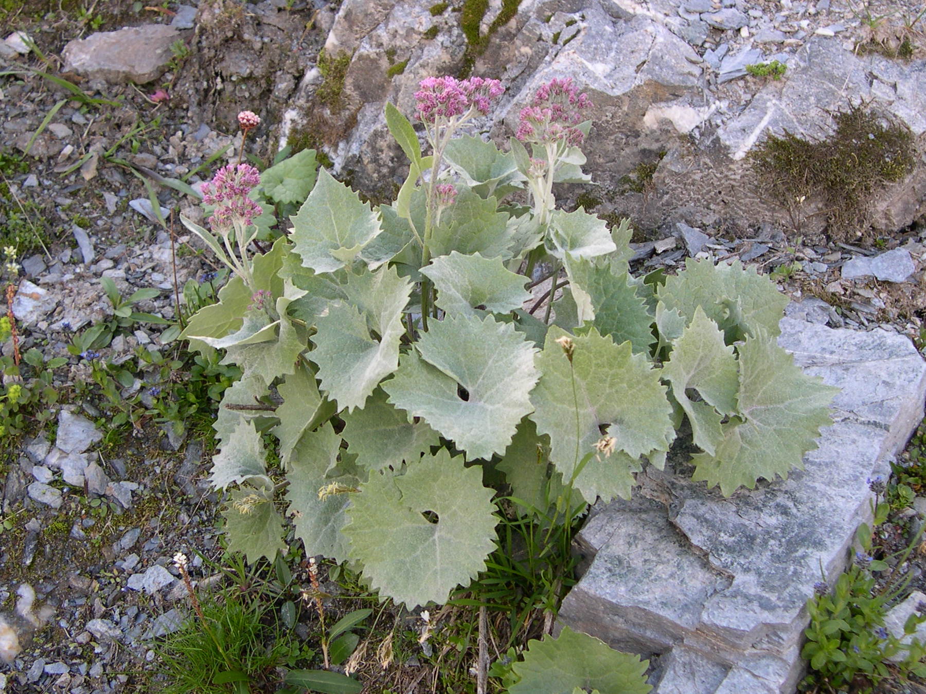 Afficher le média Cacalia_leucophylla Cacalia_leucophylla