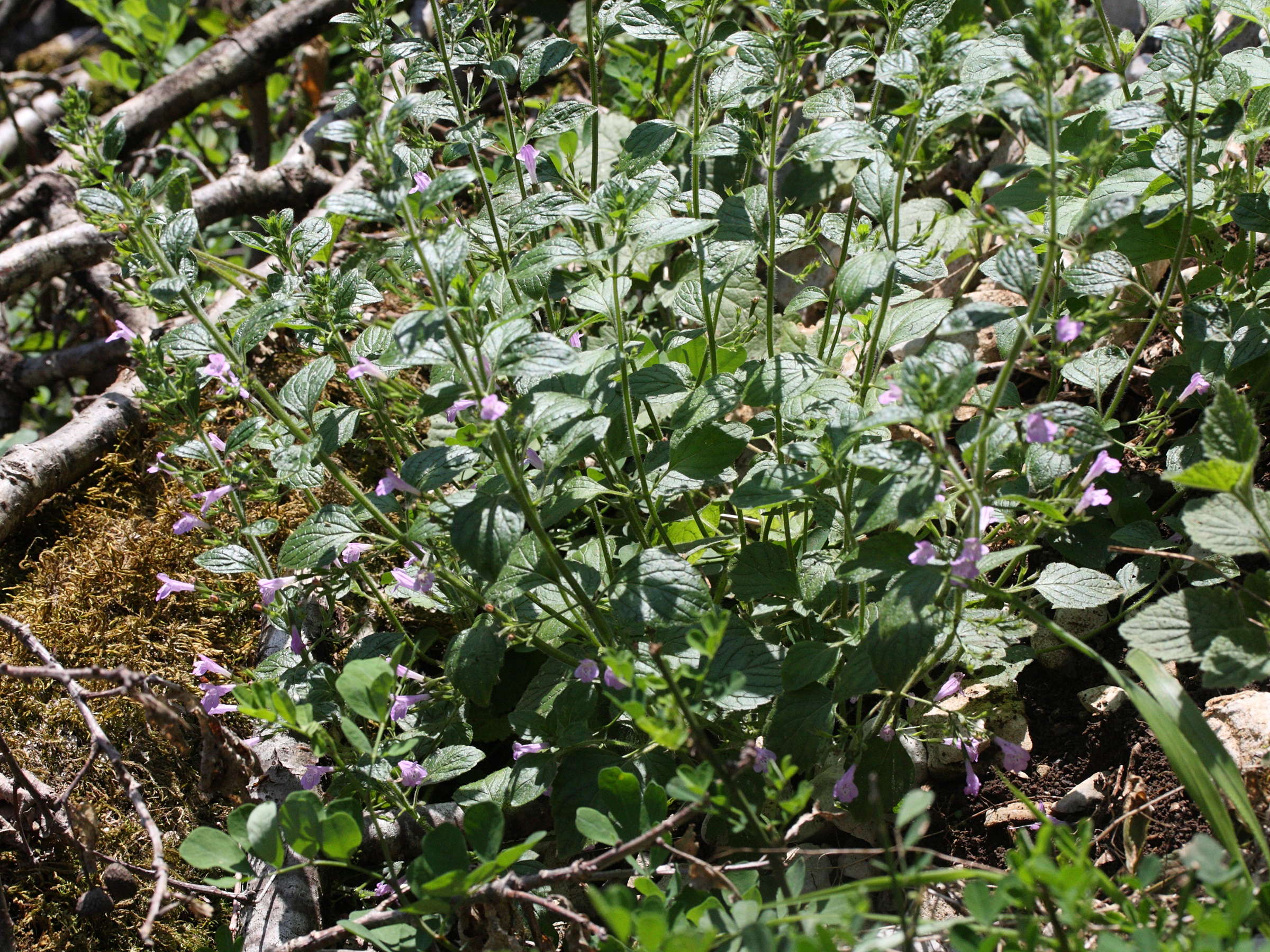 Calamintha_menthifolium