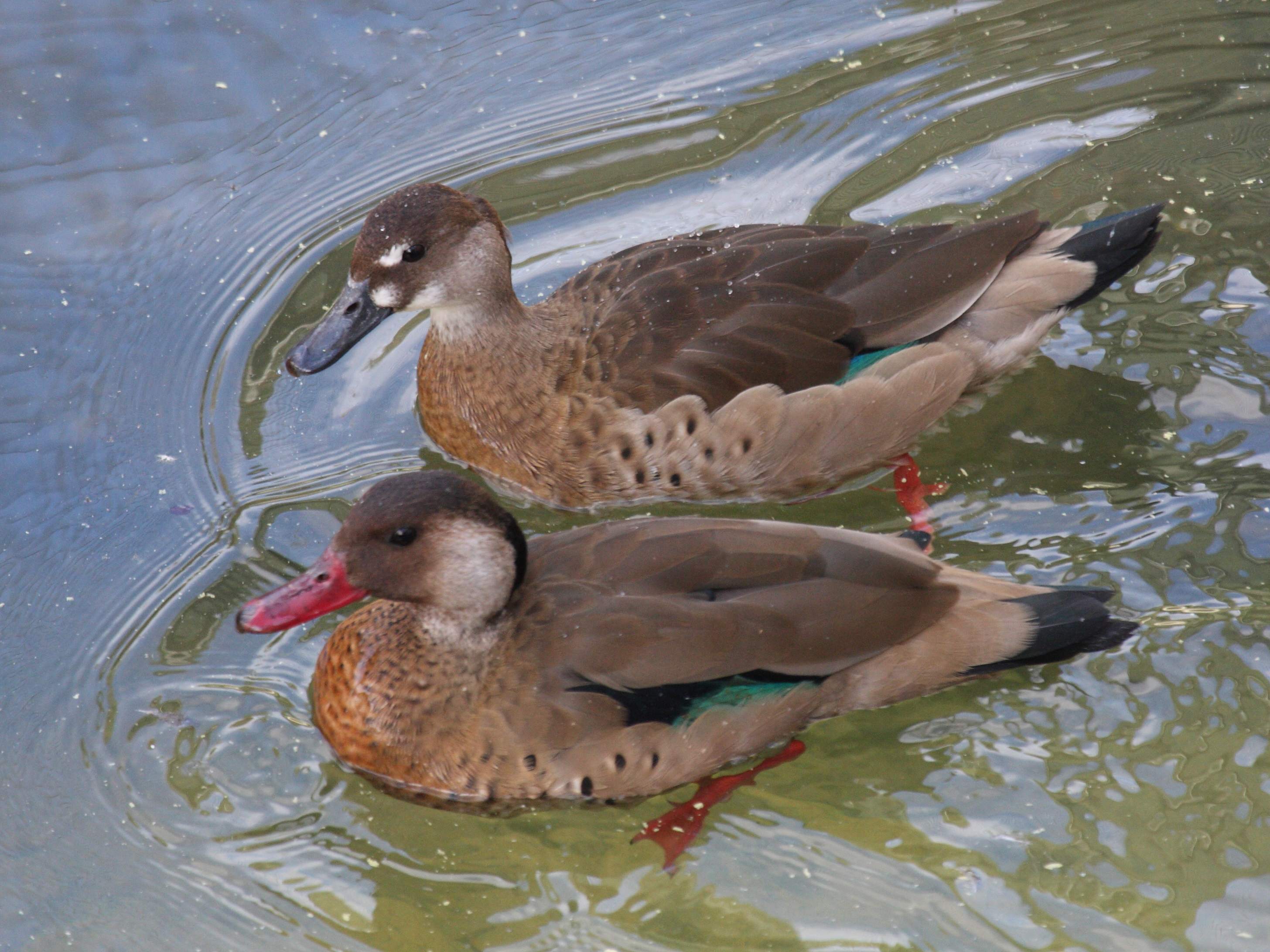canard_amazonette_-_amazonetta_brasiliensis1bd