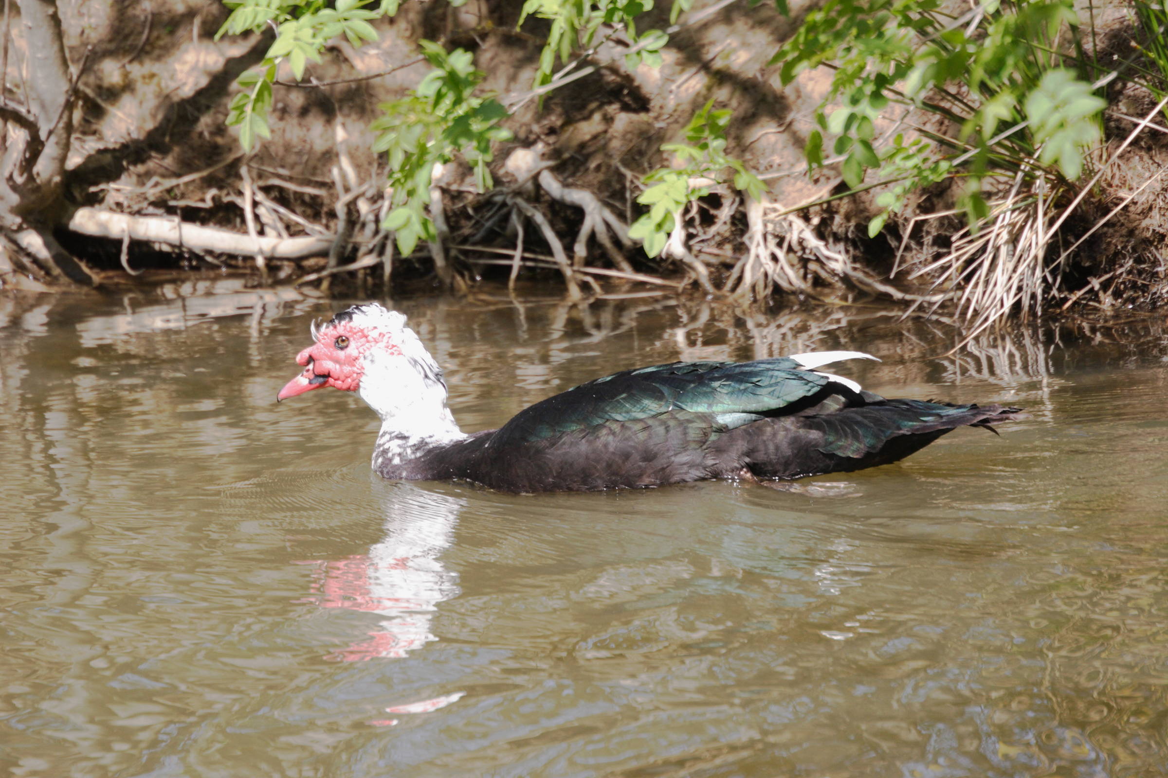 canard_de_barbarie_-_cairina_moschata3md