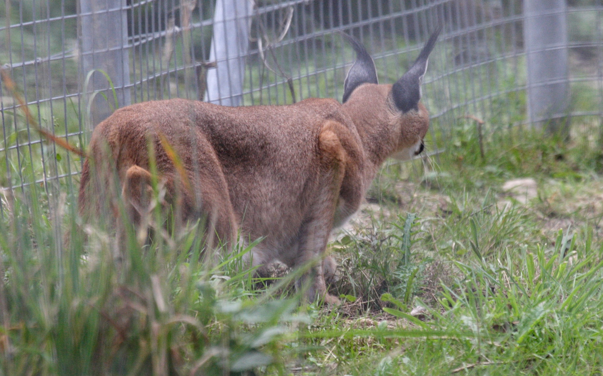 caracal_caracal3md