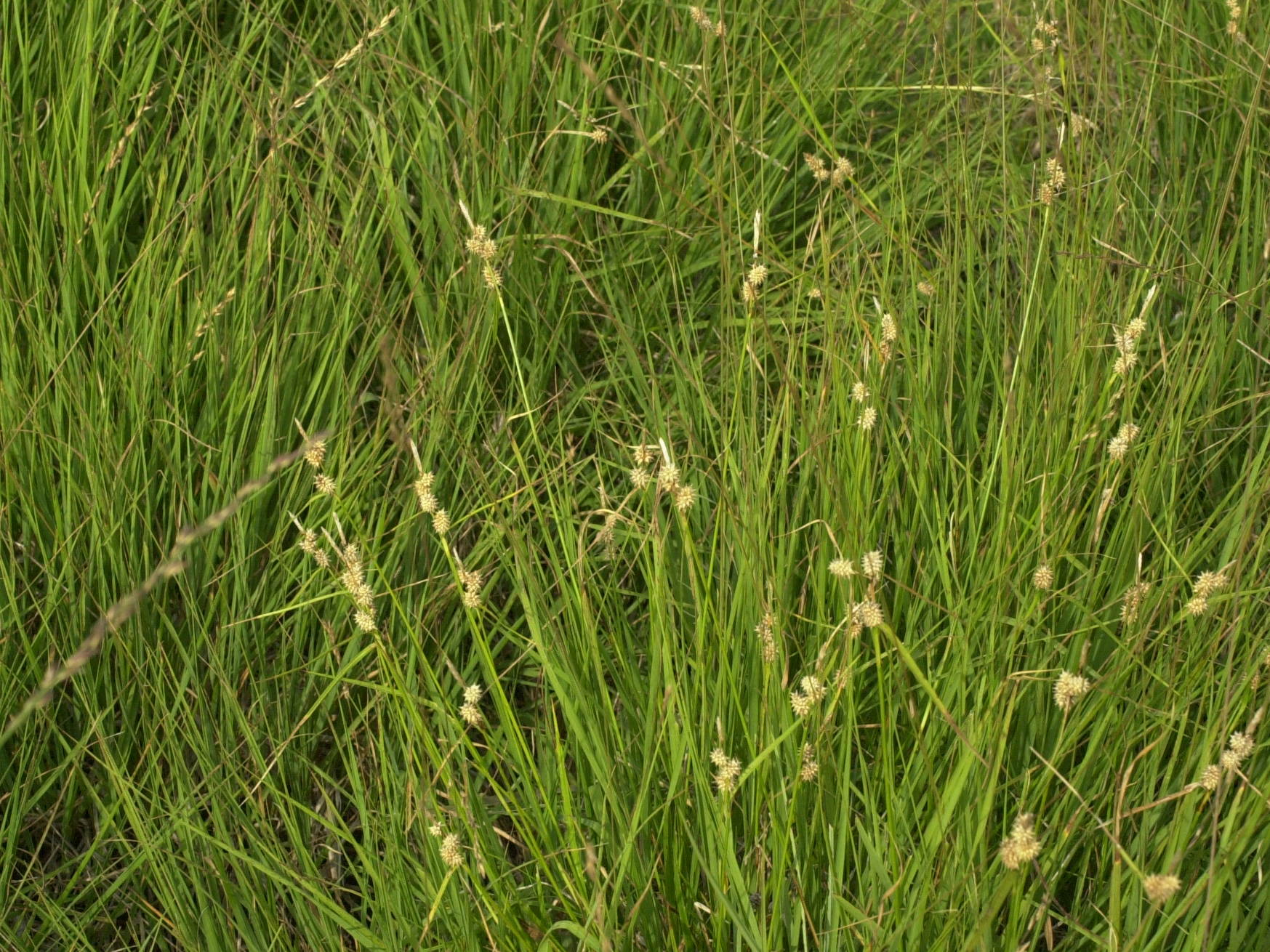 carex_viridula_elatior1md