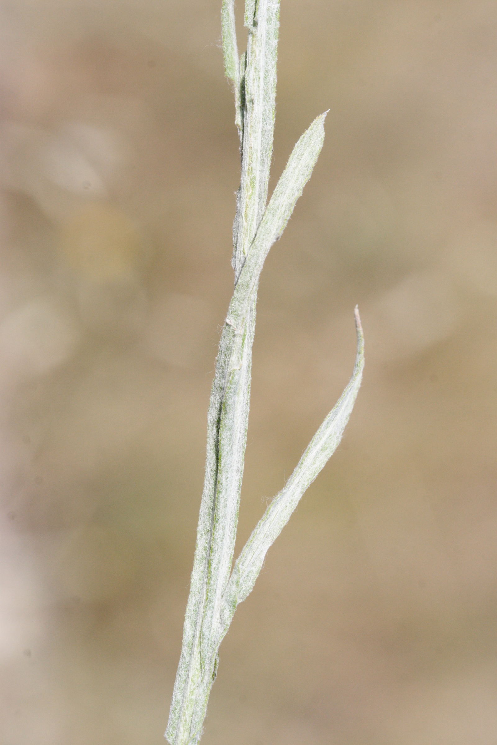 centaurea_solstitialis2md