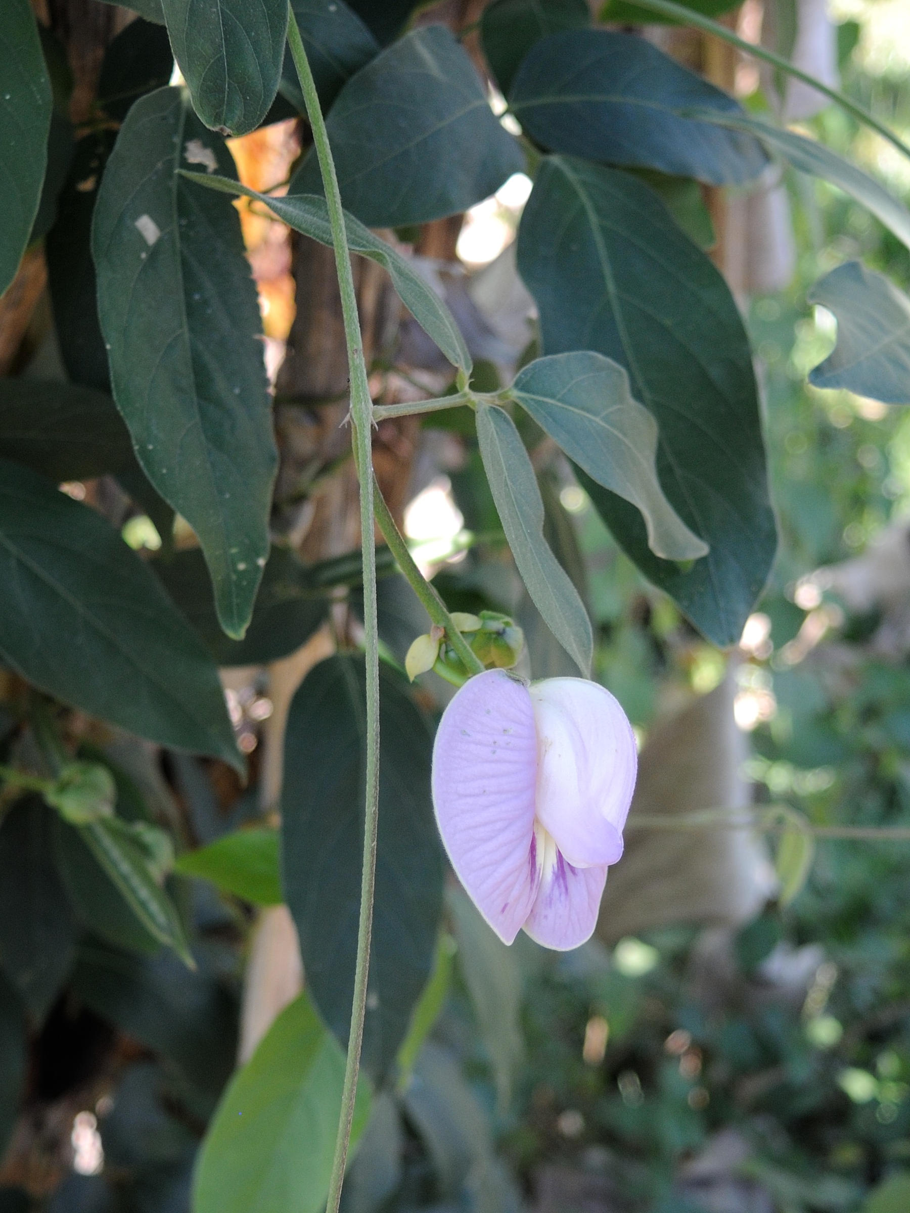 centrosema_pubescens4md