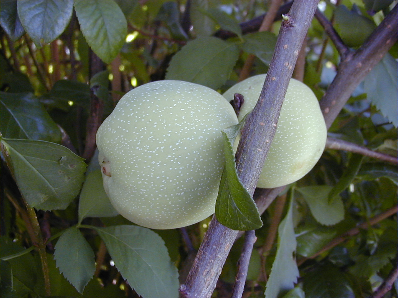 chaenomeles_japonica6bbd