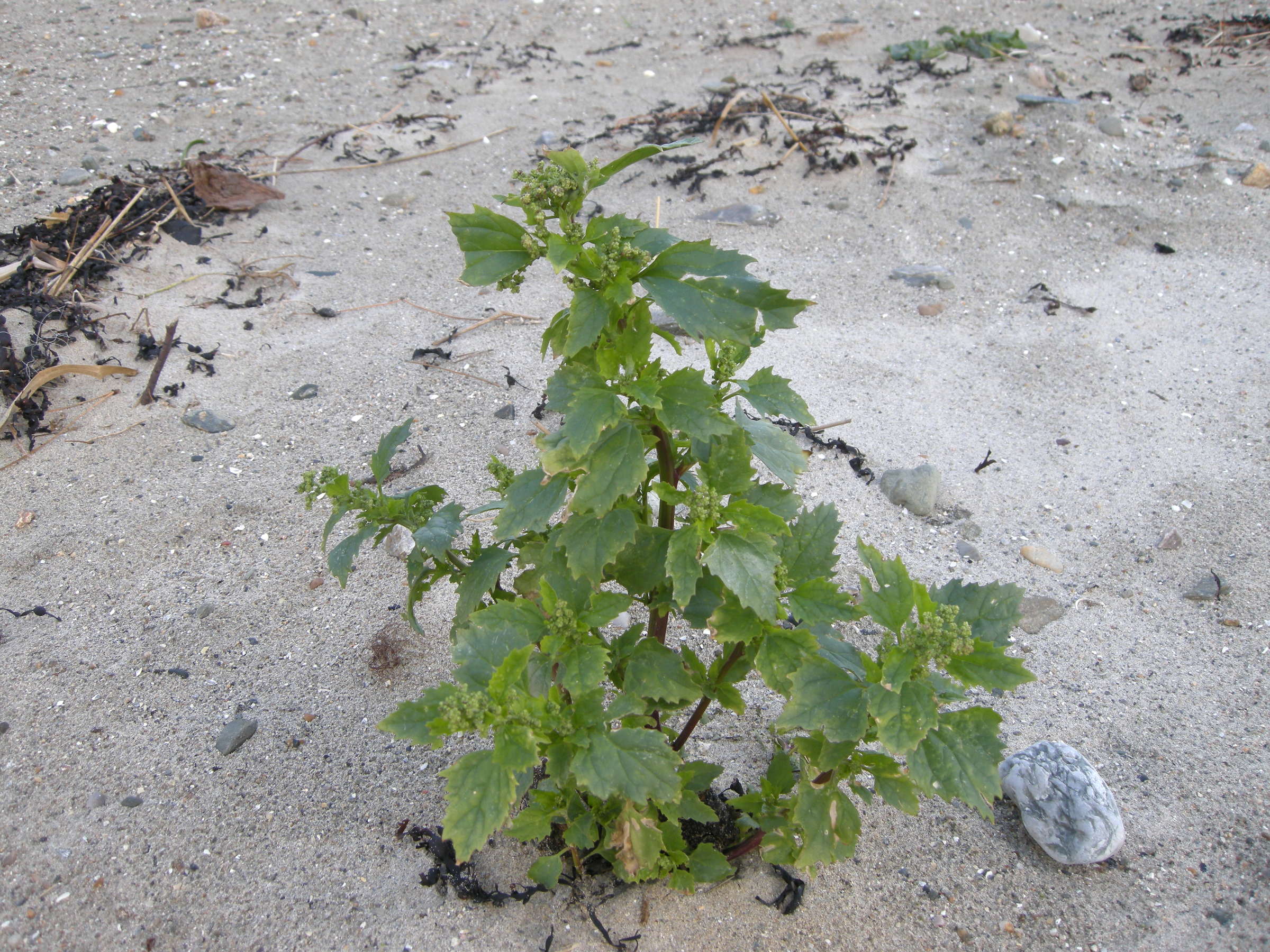 chenopodium_rubrum1md