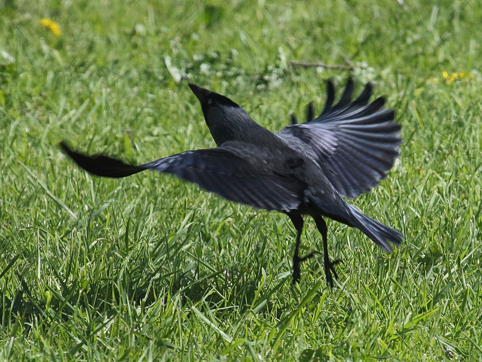 choucas_des_tours_-_corvus_monedula6md