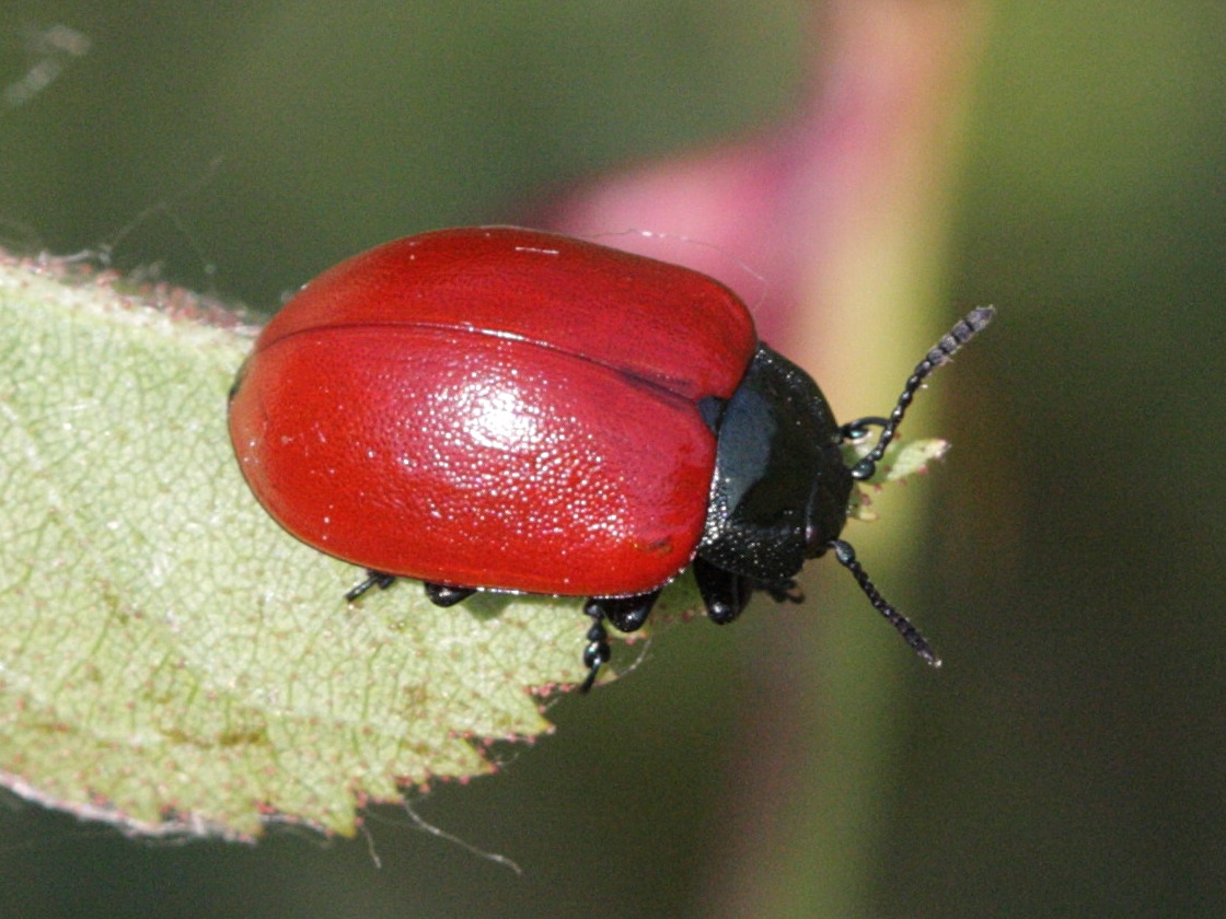 Afficher le média chrysomela_populi2bd chrysomela_populi2bd