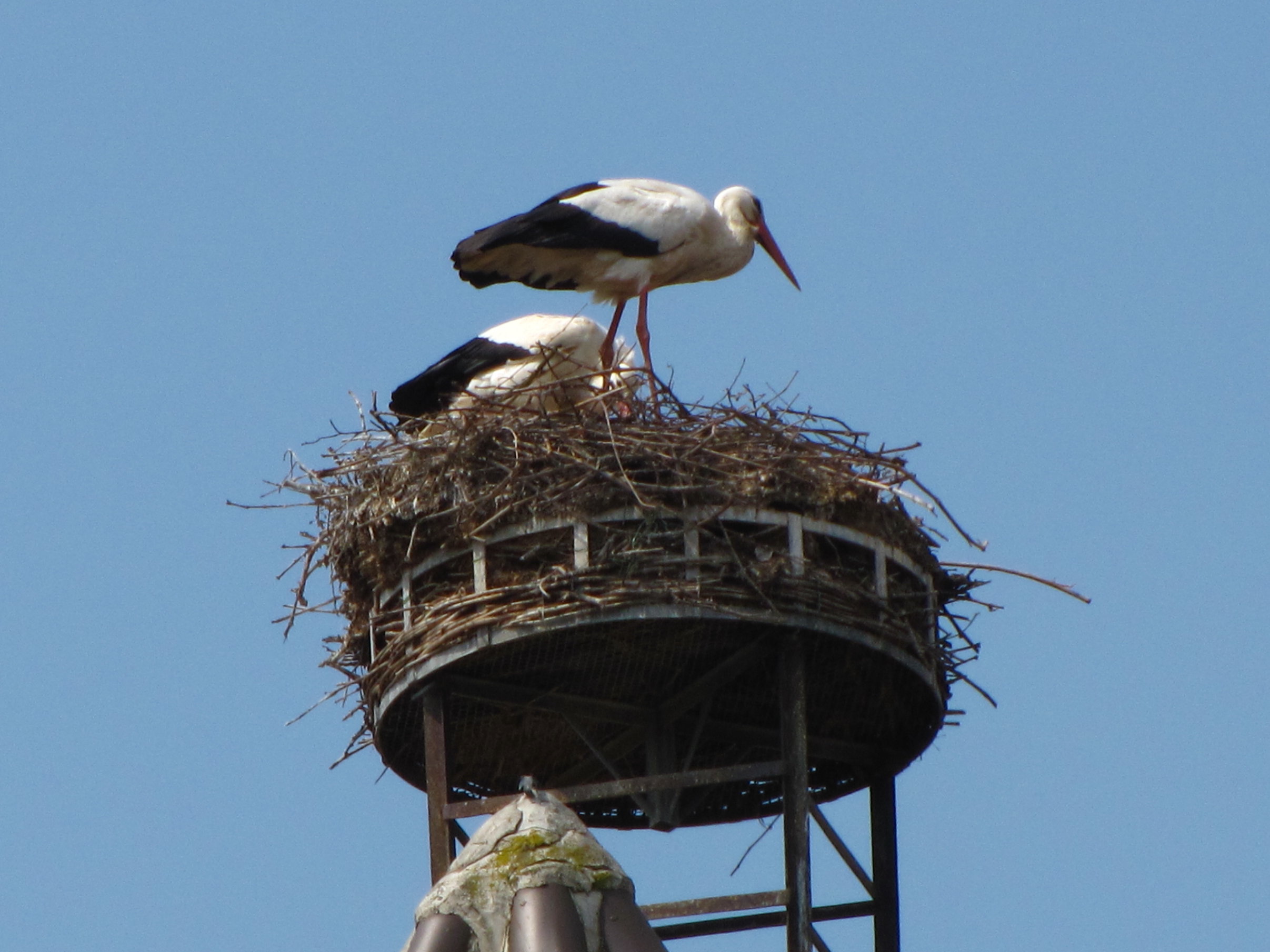 cigogne_blanche_-_ciconia_ciconia7fc