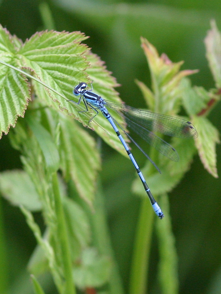 coenagrion_puella3bd