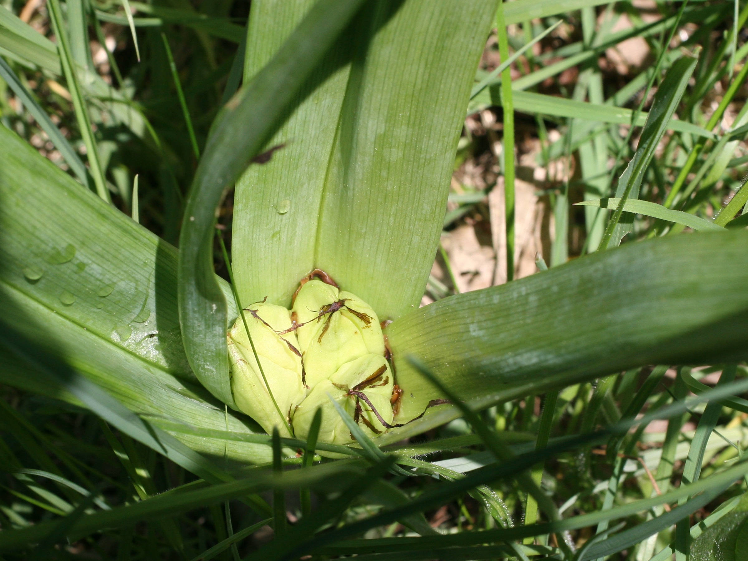 colchicum_autumnale4md