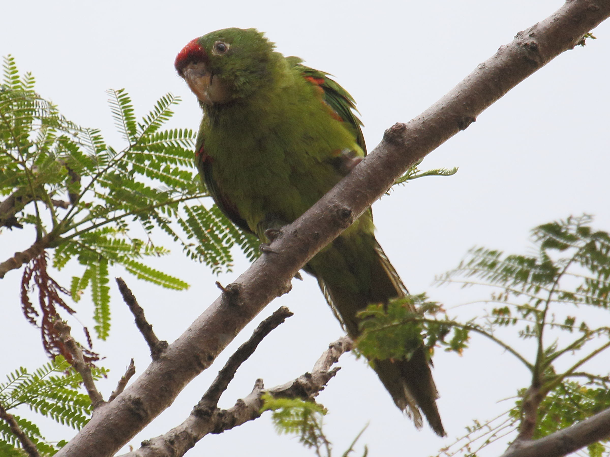 conure_de_finsch_-_psittacara_finschi4bd