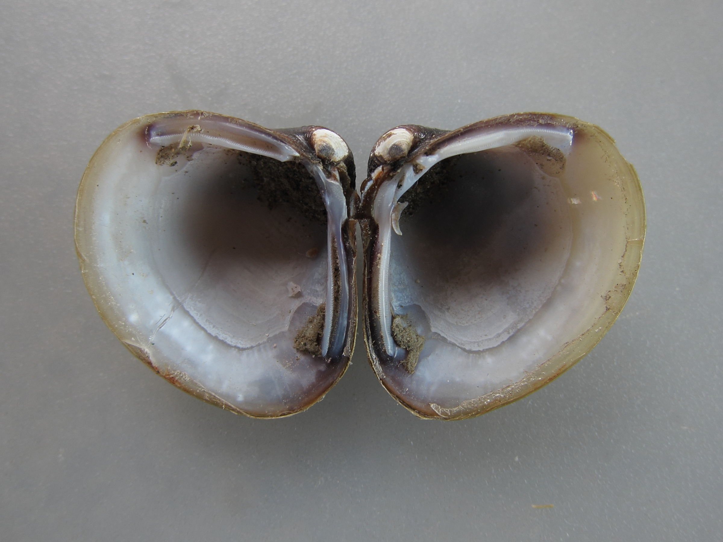 corbicula_fluminea4md