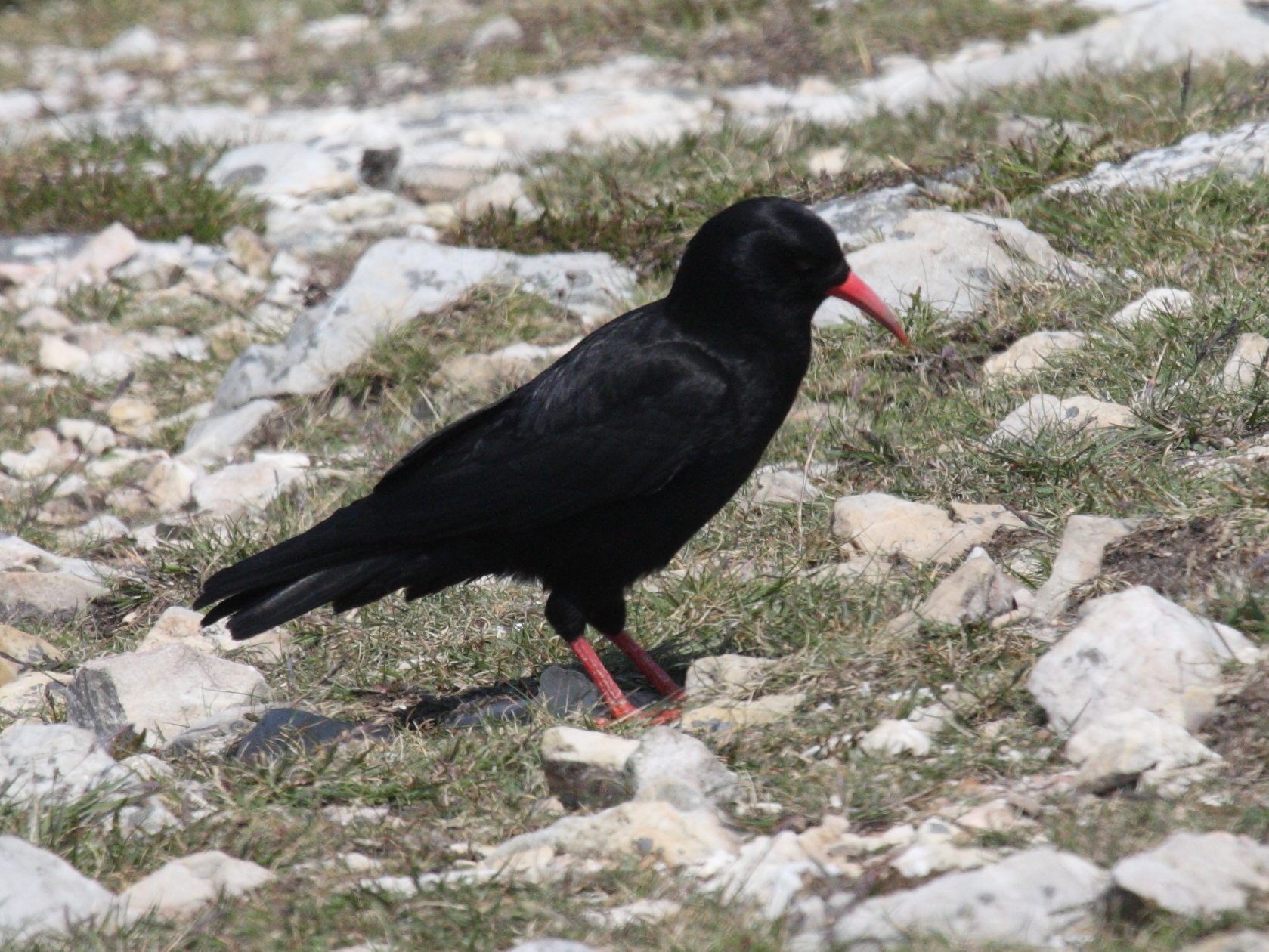 crave_a_bec_rouge_-_pyrrhocorax_pyrrhocorax2bd