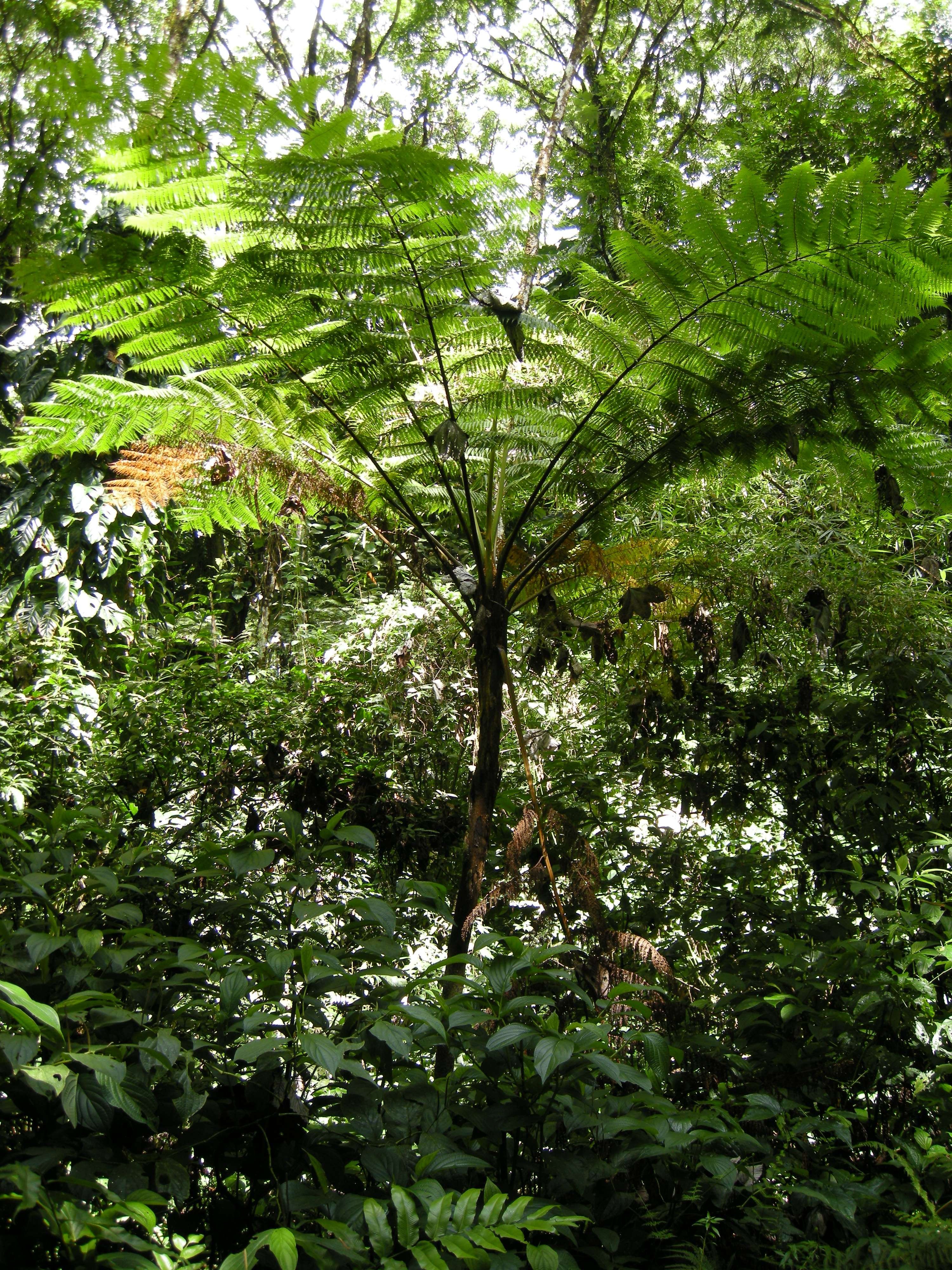 Afficher le média Cyathaea_muricata Cyathaea_muricata