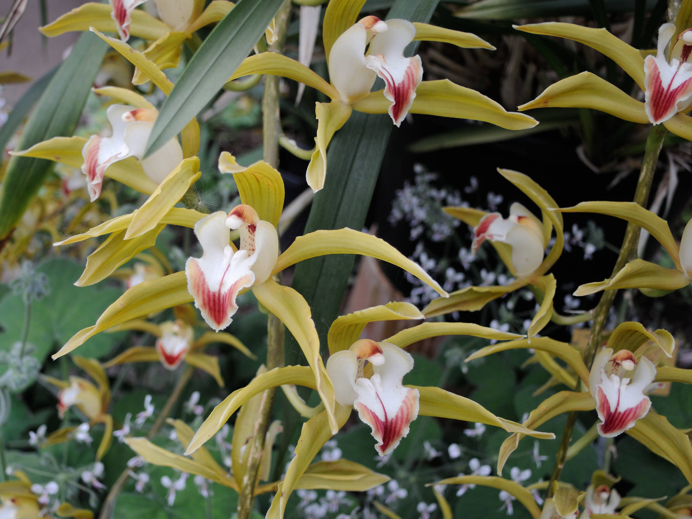 cymbidium_lowianum2md