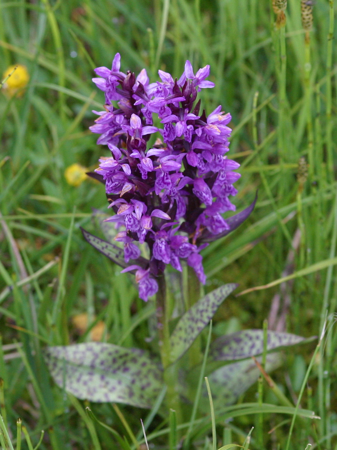 dactylorhiza_majalis1bd