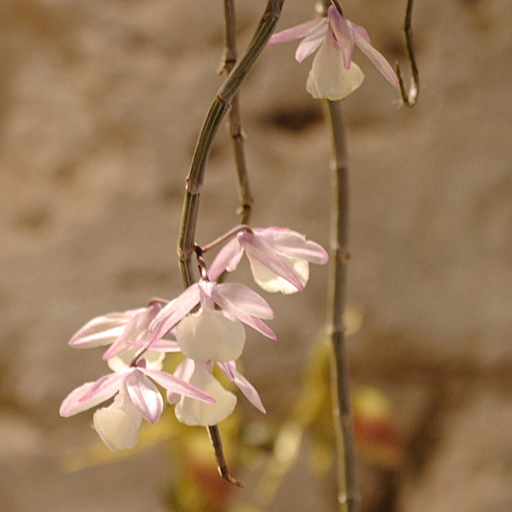 Dendrobium_cucullatum